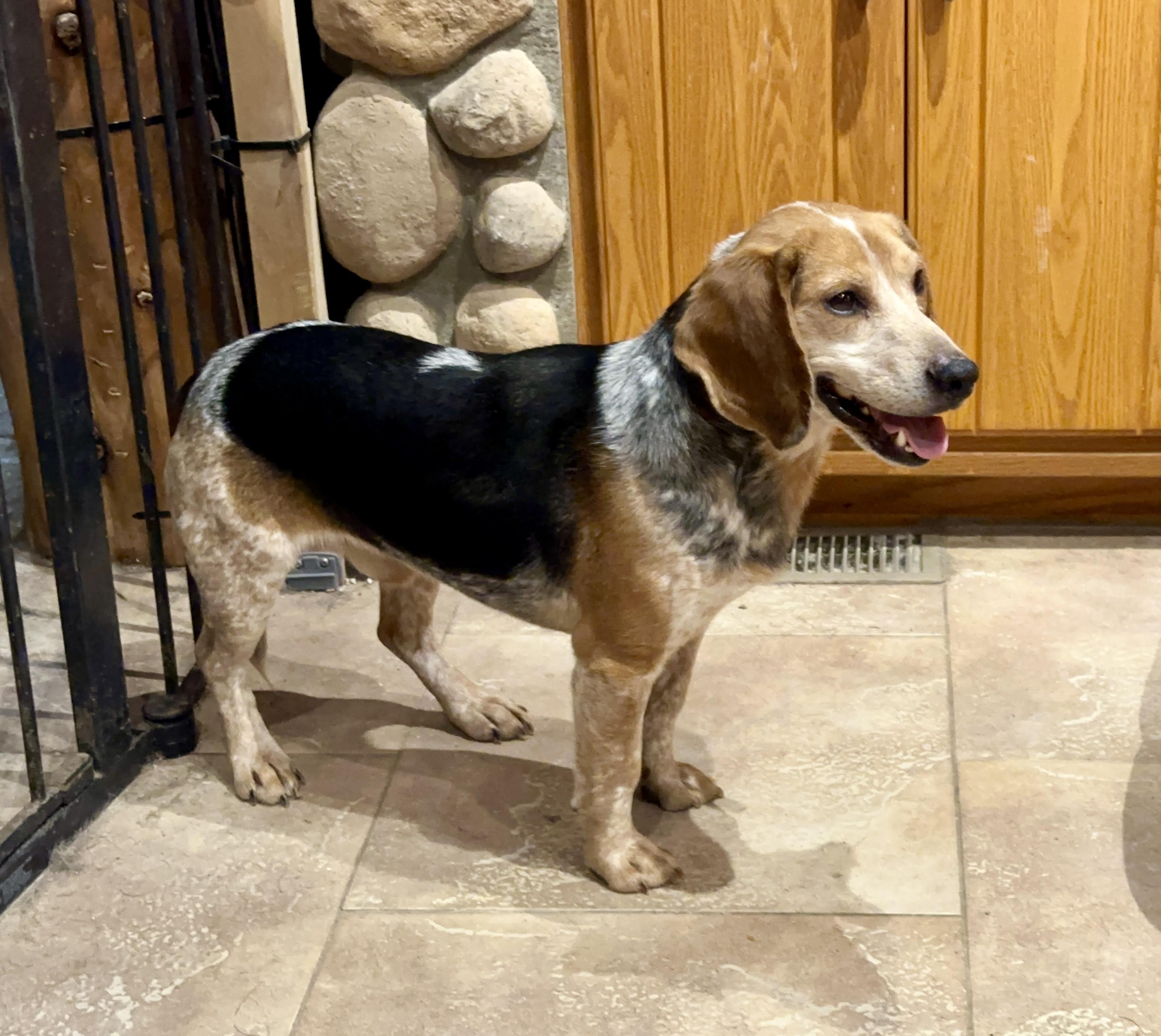 IT WAS SOOO COLD!!!!, ADOPTABLE, Young Male Beagle.