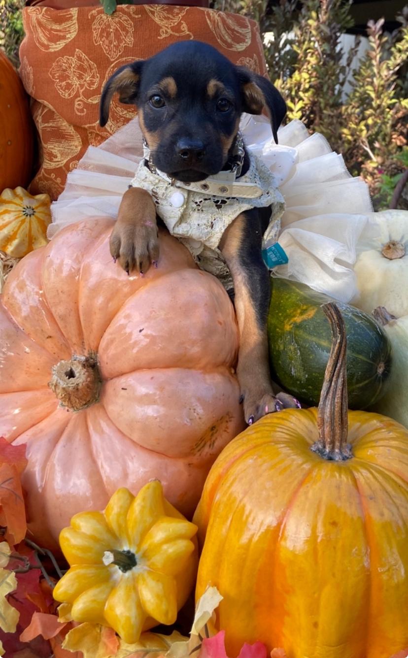 Enlarge Meena, a Adopted mixed breed in Sycamore, IL image 1/1