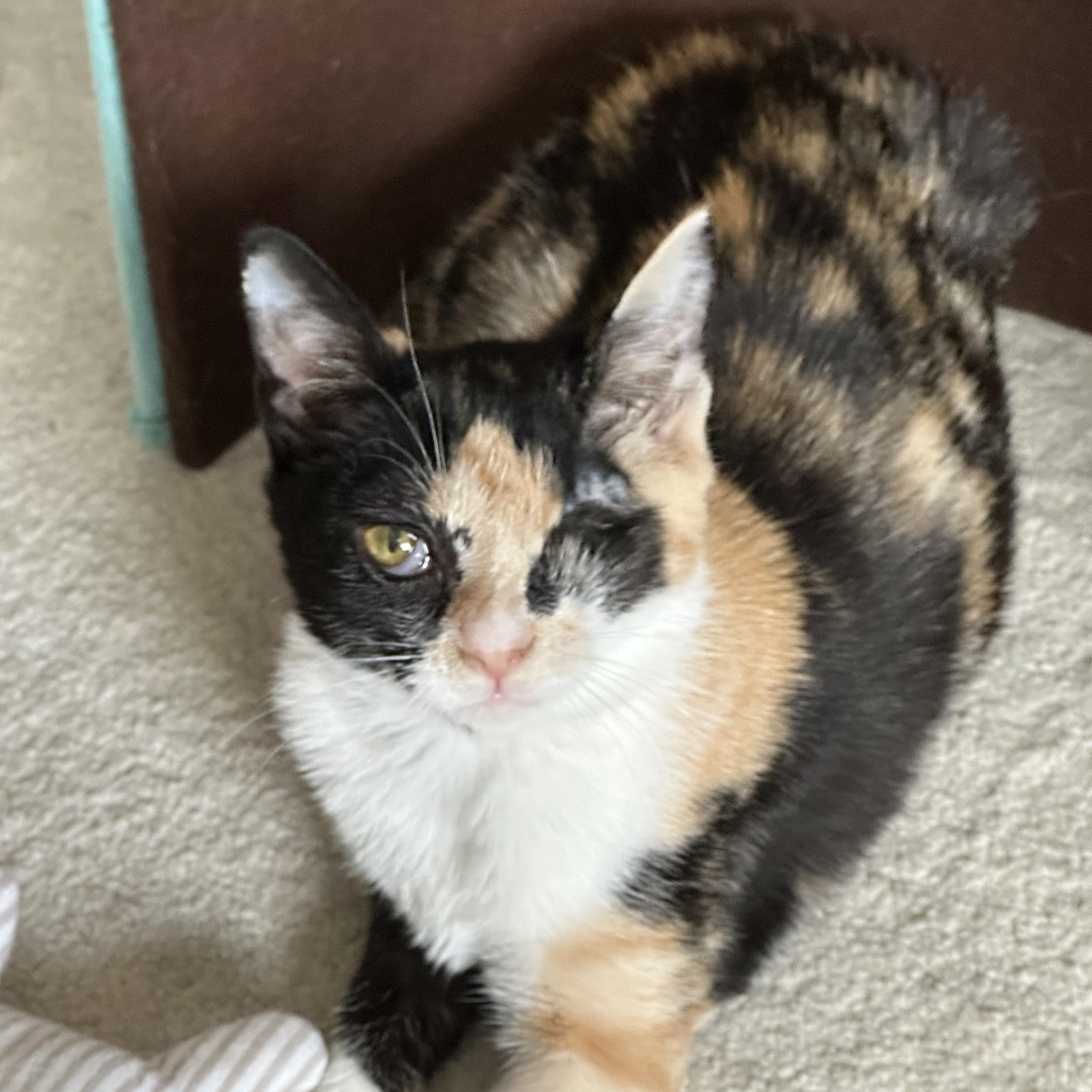 Enlarge Mah Jong, a ADOPTABLE mixed breed in Duluth, GA image 1/3