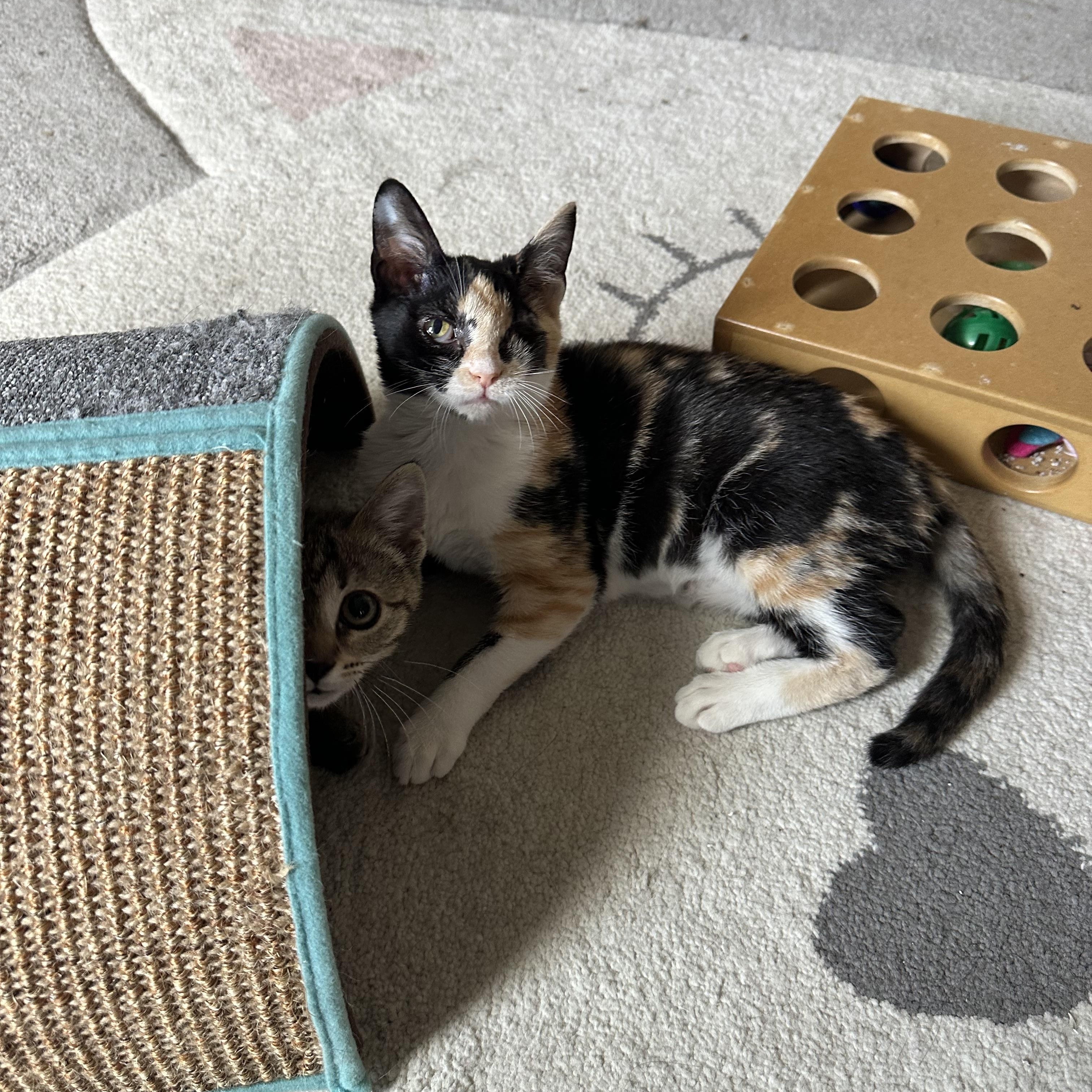 Enlarge Mah Jong, a ADOPTABLE mixed breed in Duluth, GA image 3/3