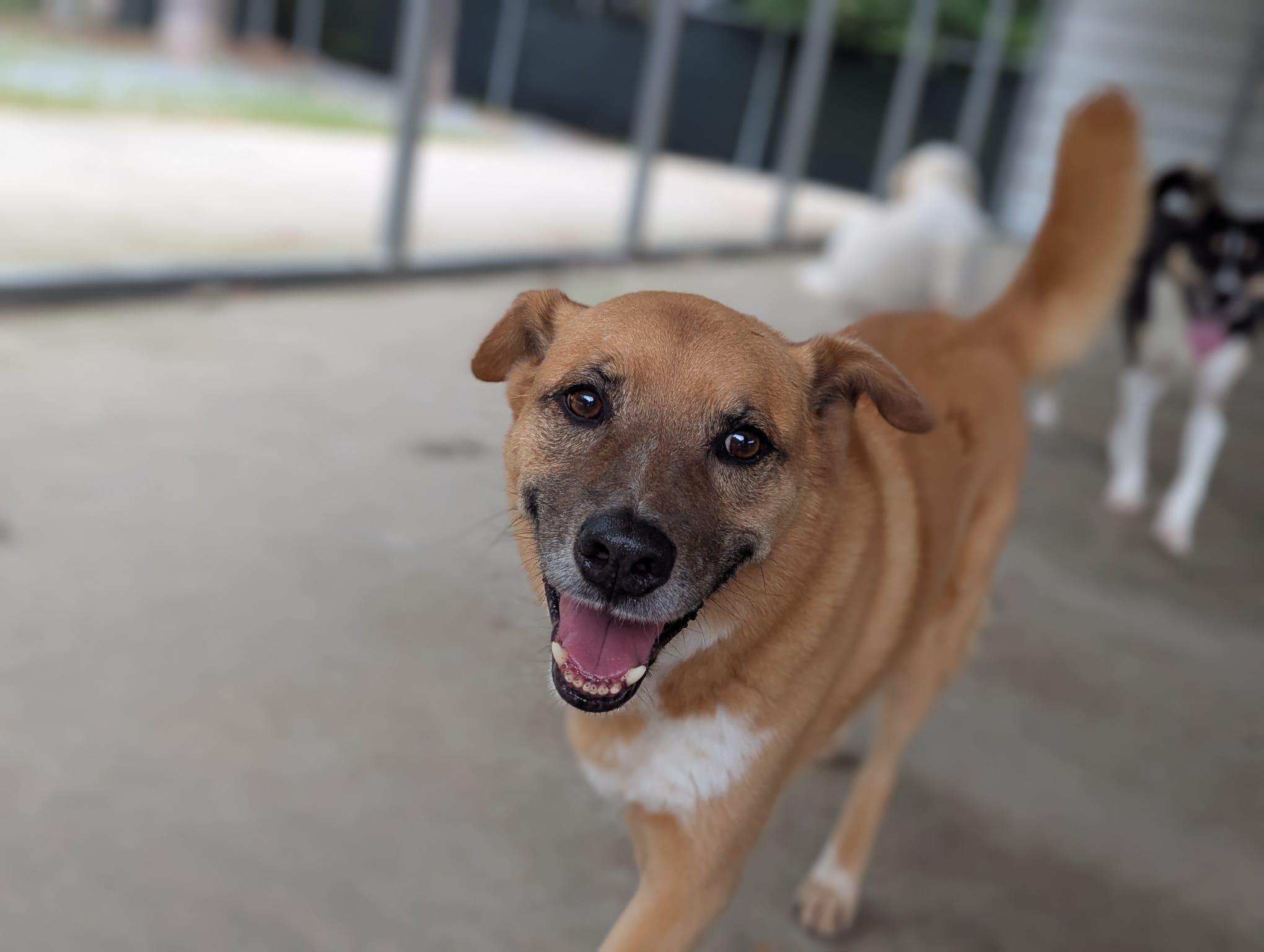 Enlarge Pluto , a ADOPTABLE mixed breed in Monroe, NC image 2/3