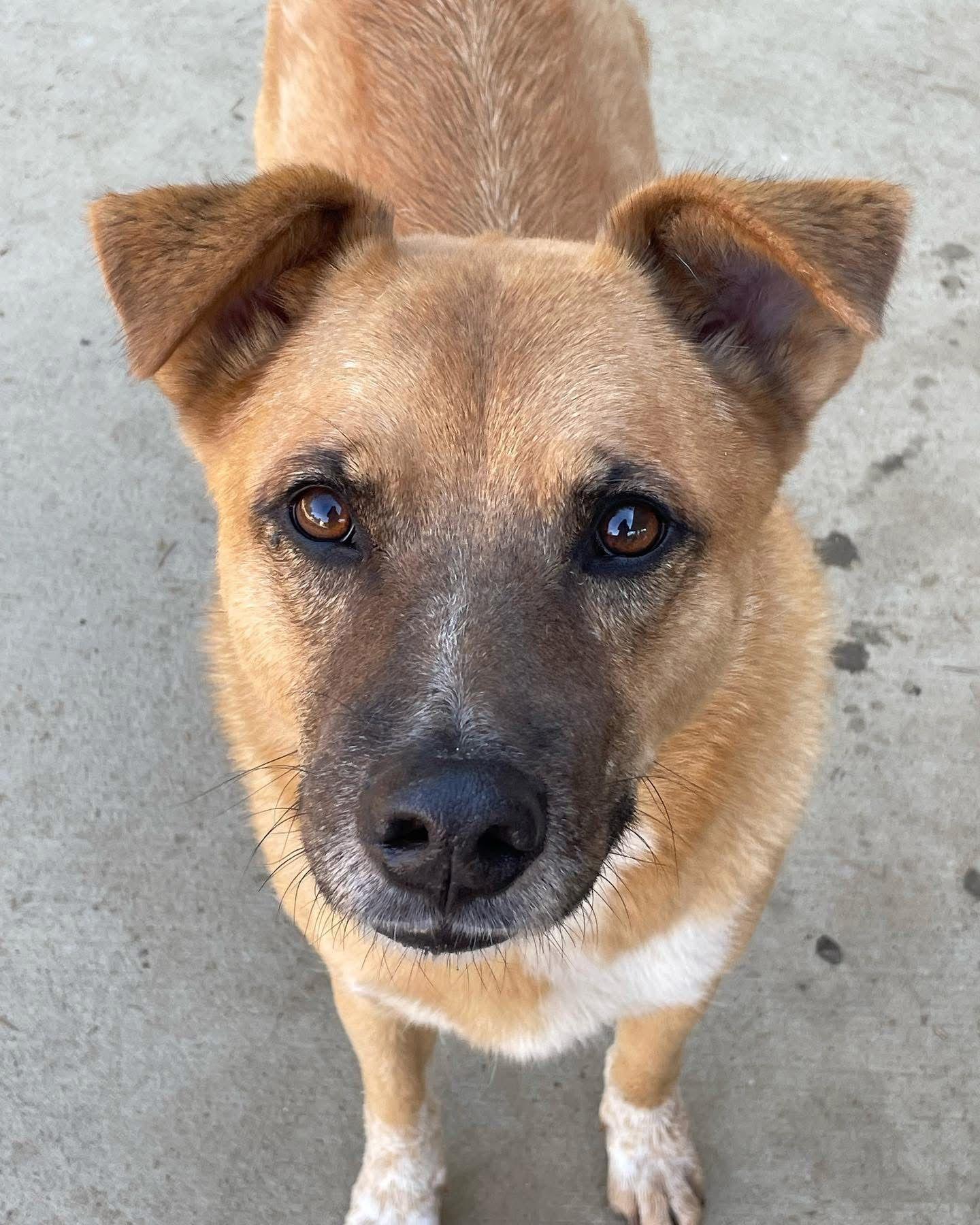 Pluto , ADOPTABLE, Senior Male Labrador Retriever & Chow Chow.