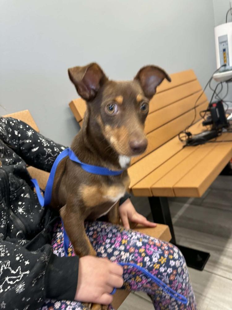 Enlarge Oscar, a Adoptable mixed breed in Deltona, FL image 1/3