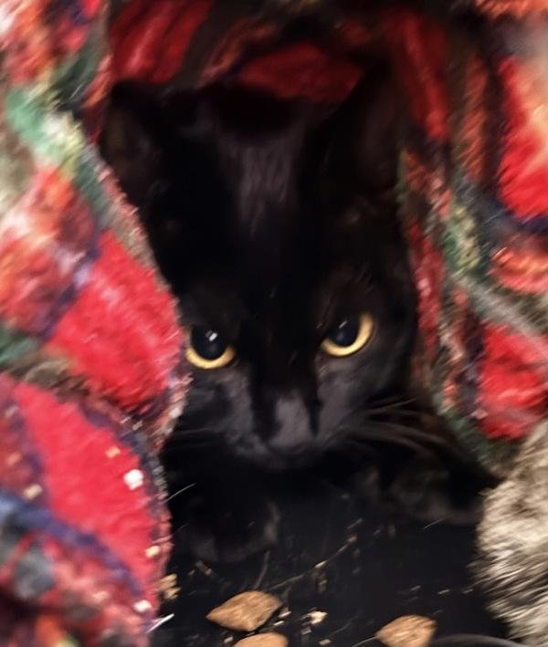 Cereal, Adoptable, Adult Female Domestic Short Hair.