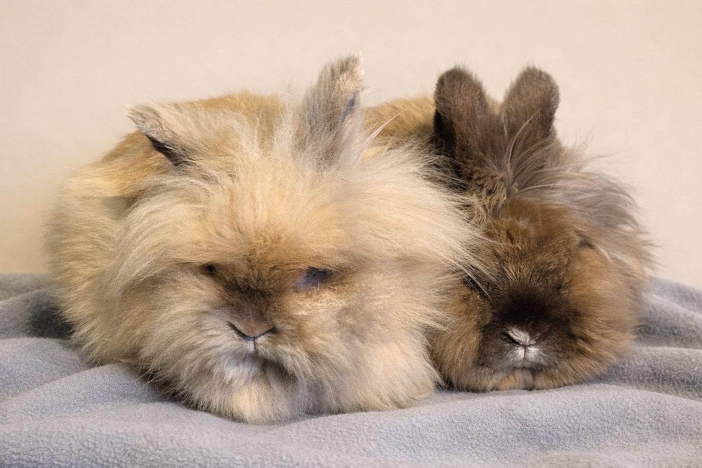 Harvey  *Bonded to Herbie*, Adoptable, Adult Female Lionhead.