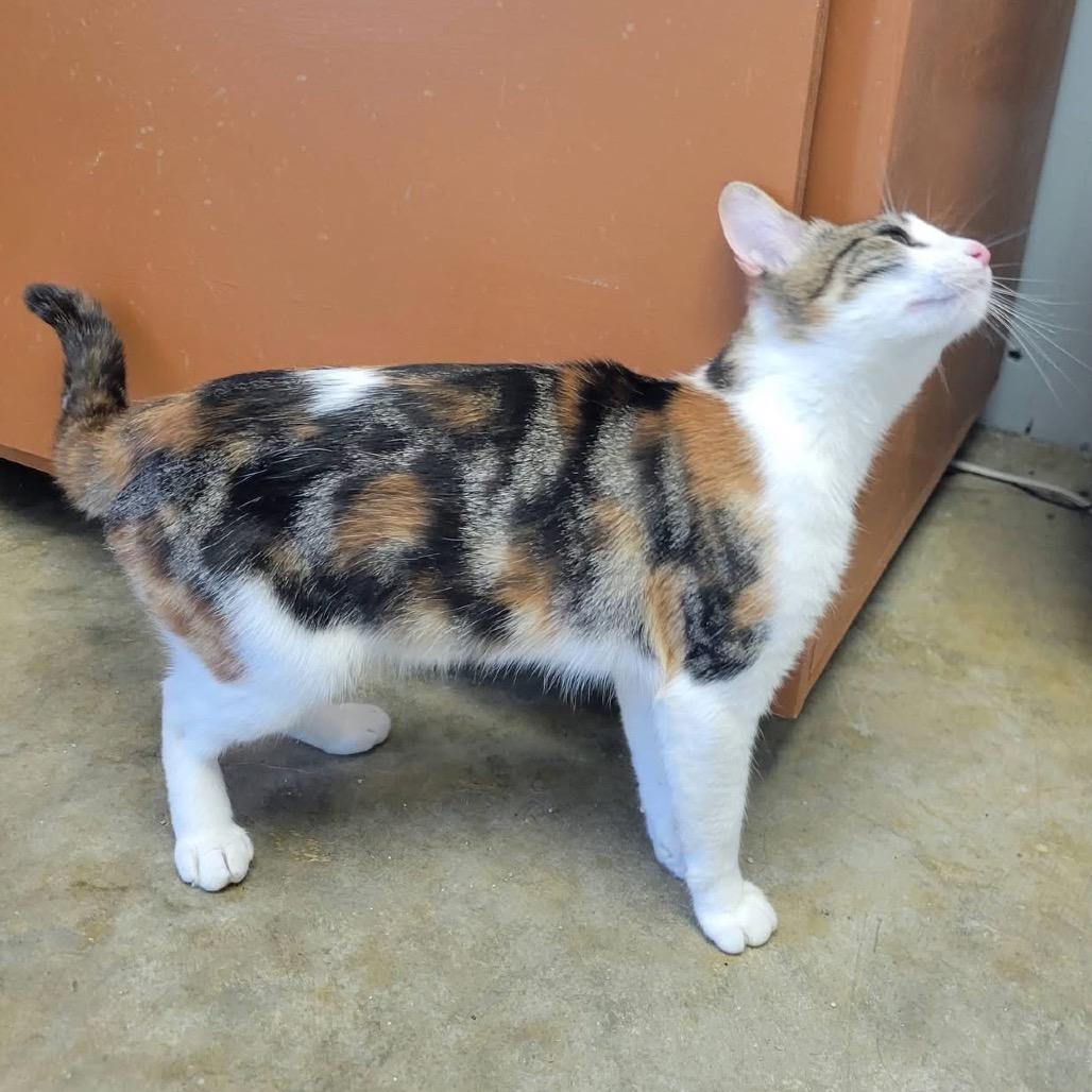 Enlarge Char Char, a Adoptable Domestic Short Hair in Eureka Springs, AR image 1/6