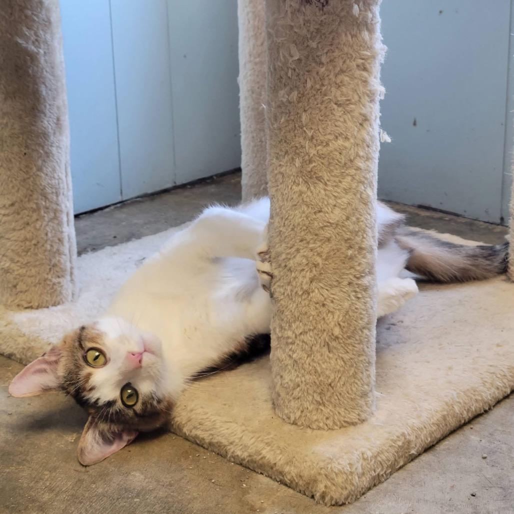 Enlarge Char Char, a Adoptable Domestic Short Hair in Eureka Springs, AR image 2/6