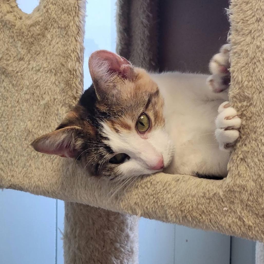 Enlarge Char Char, a Adoptable Domestic Short Hair in Eureka Springs, AR image 3/6