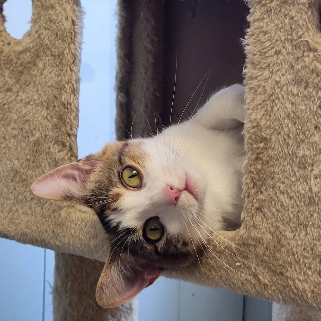 Enlarge Char Char, a Adoptable Domestic Short Hair in Eureka Springs, AR image 4/6