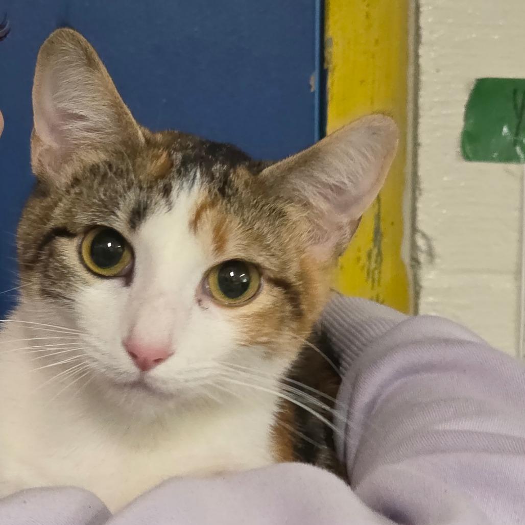 Enlarge Char Char, a Adoptable Domestic Short Hair in Eureka Springs, AR image 1/1