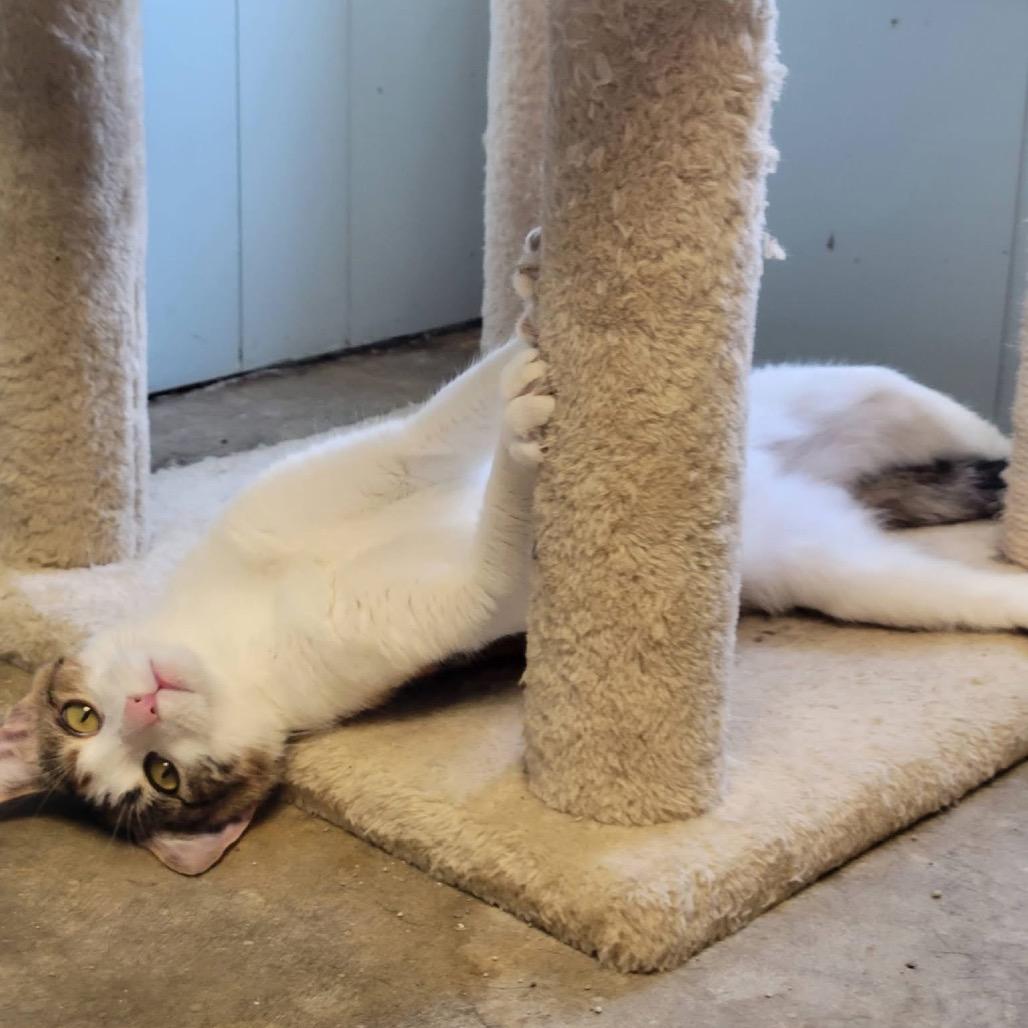 Enlarge Char Char, a Adoptable Domestic Short Hair in Eureka Springs, AR image 6/6