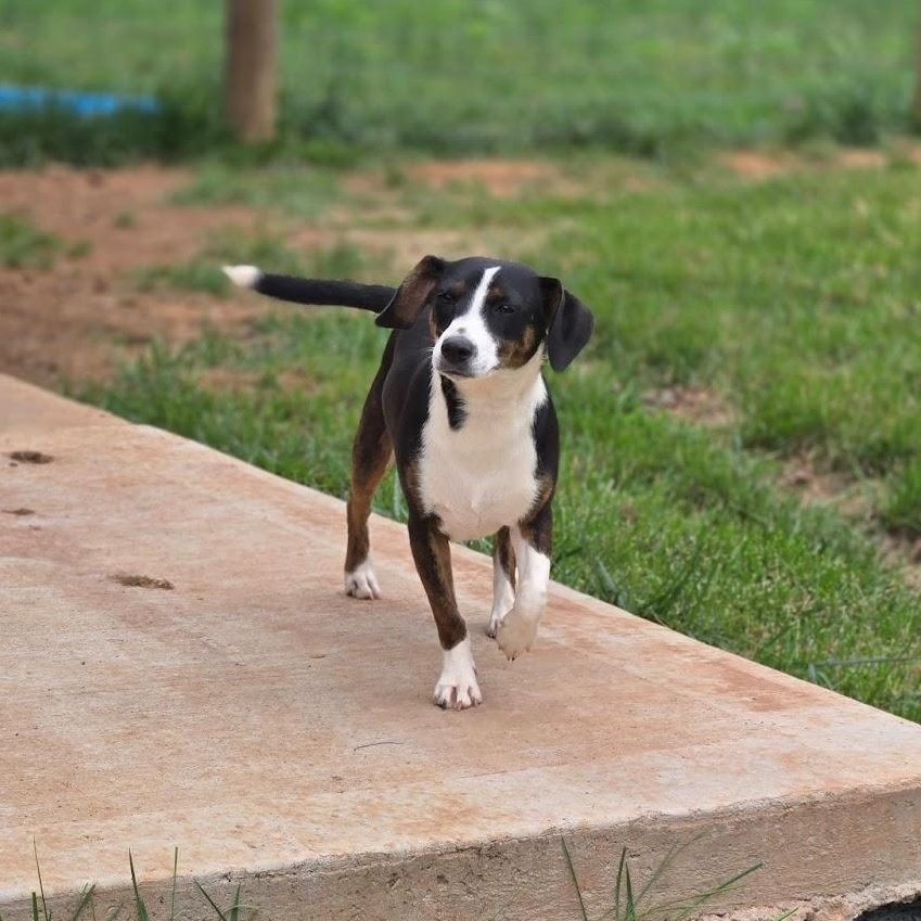 Precious, a Adoptable mixed breed in Sweetwater, TN image 2/2