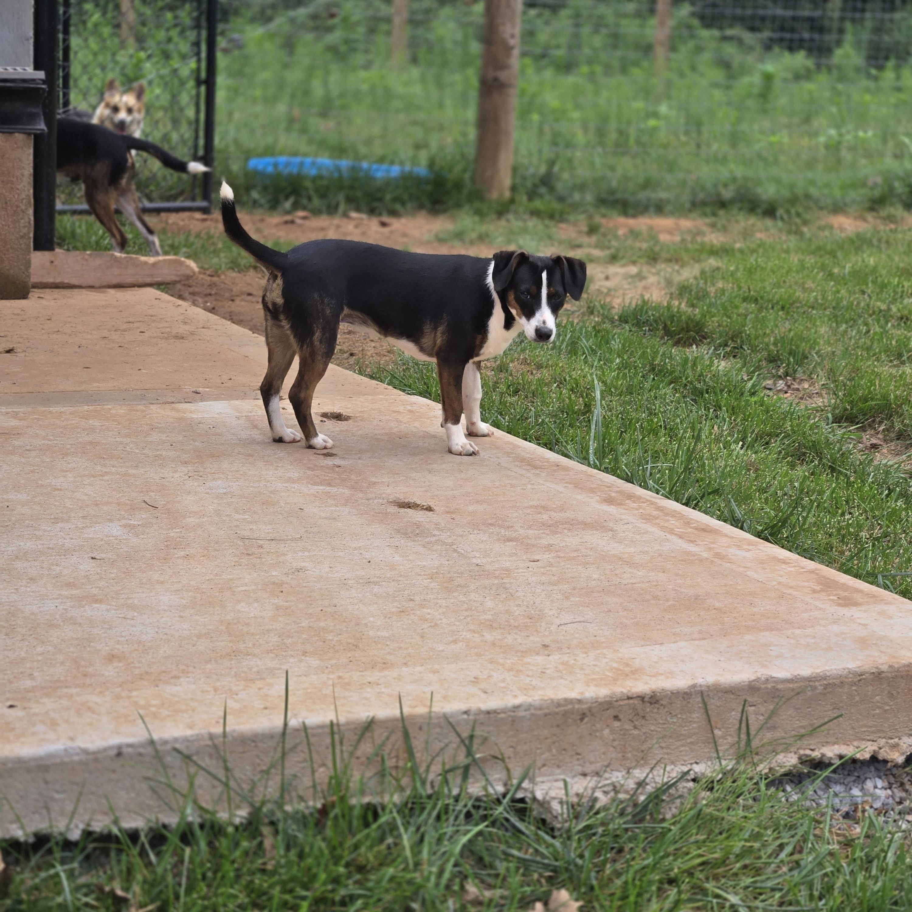 Precious, Adoptable, Puppy Female Mixed Breed.
