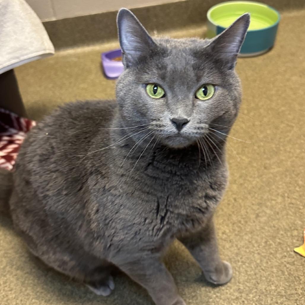 Enlarge Bunny, a Adoptable Domestic Short Hair in Council Bluffs, IA image 1/2