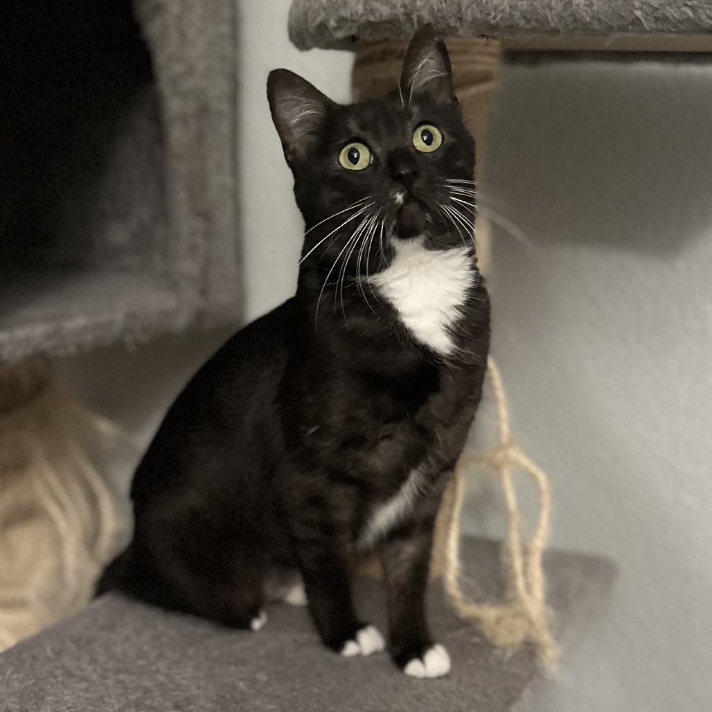 Carmen, Adoptable, Adult Female Domestic Short Hair.