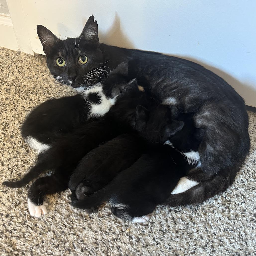 Enlarge Carmen, a Adoptable Domestic Short Hair in Santa Rosa, CA image 2/3