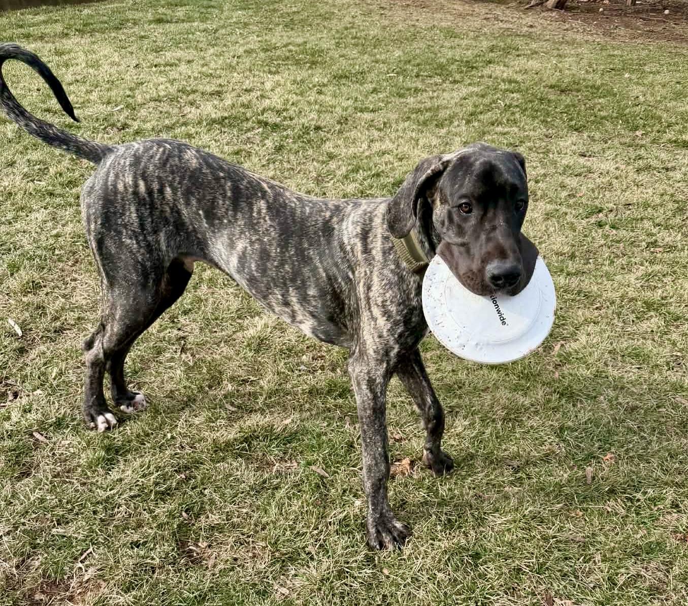 Cooper The Great Dane thumbnail 2