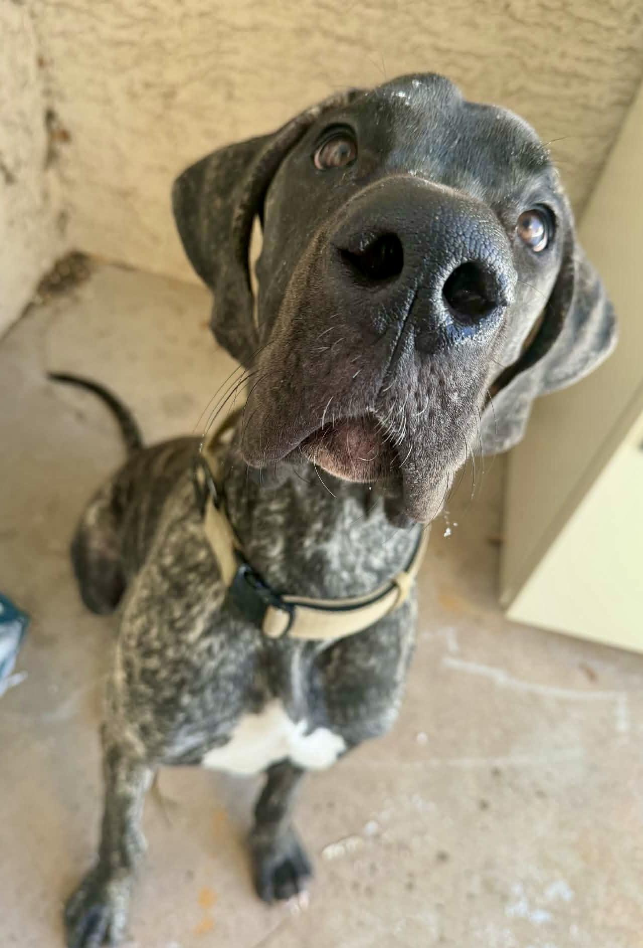 Enlarge COOPER, a ADOPTABLE Great Dane in Media, PA image 1/5