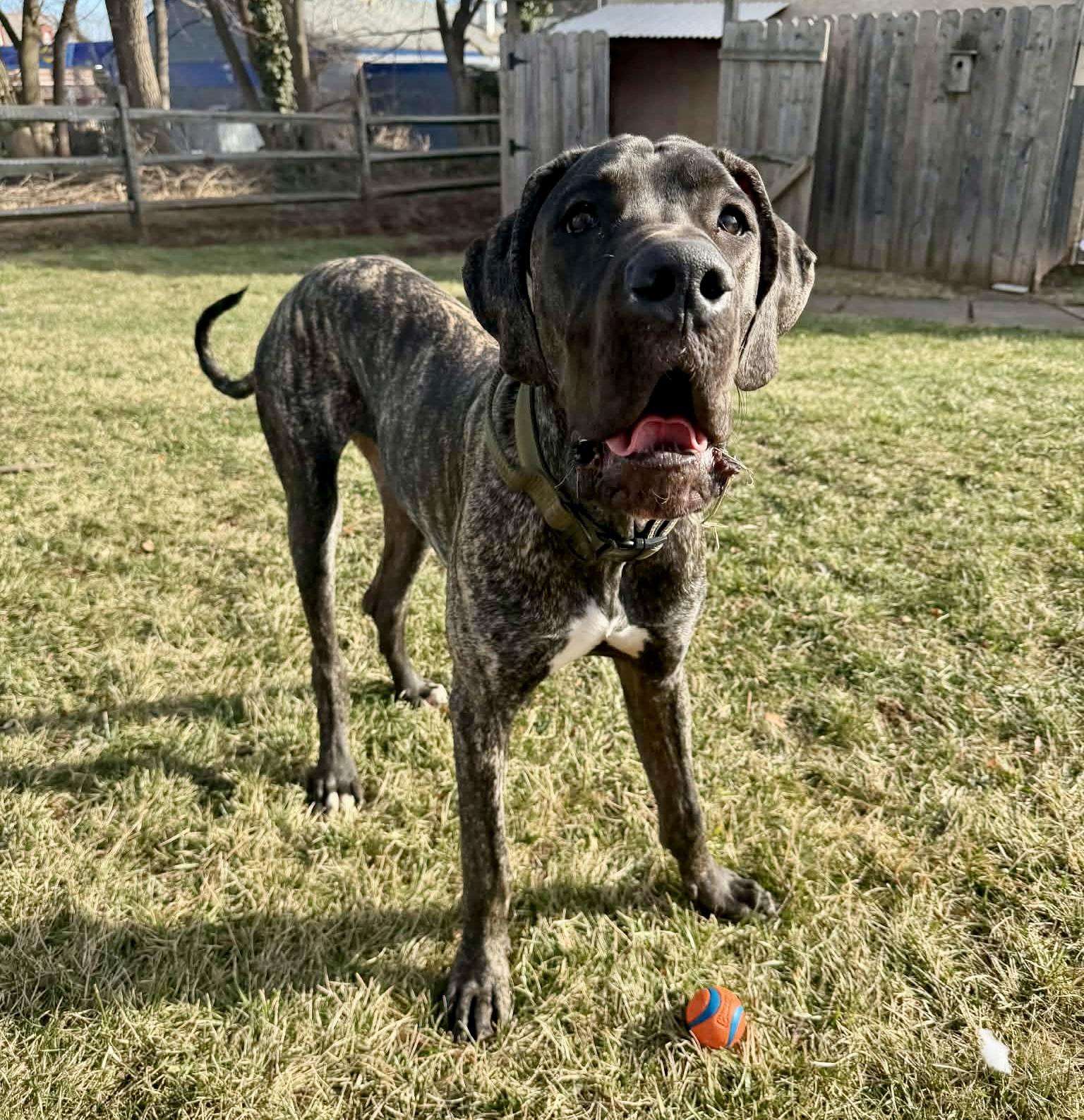 Cooper The Great Dane thumbnail 4