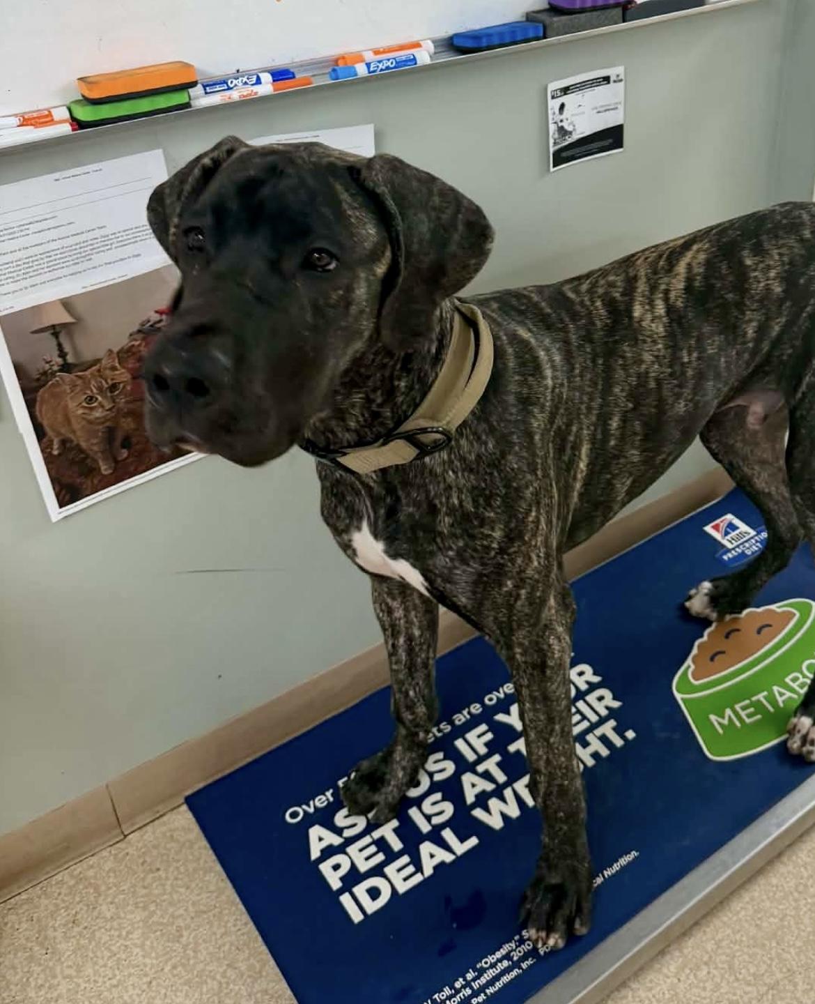 Enlarge COOPER, a ADOPTABLE Great Dane in Media, PA image 3/5