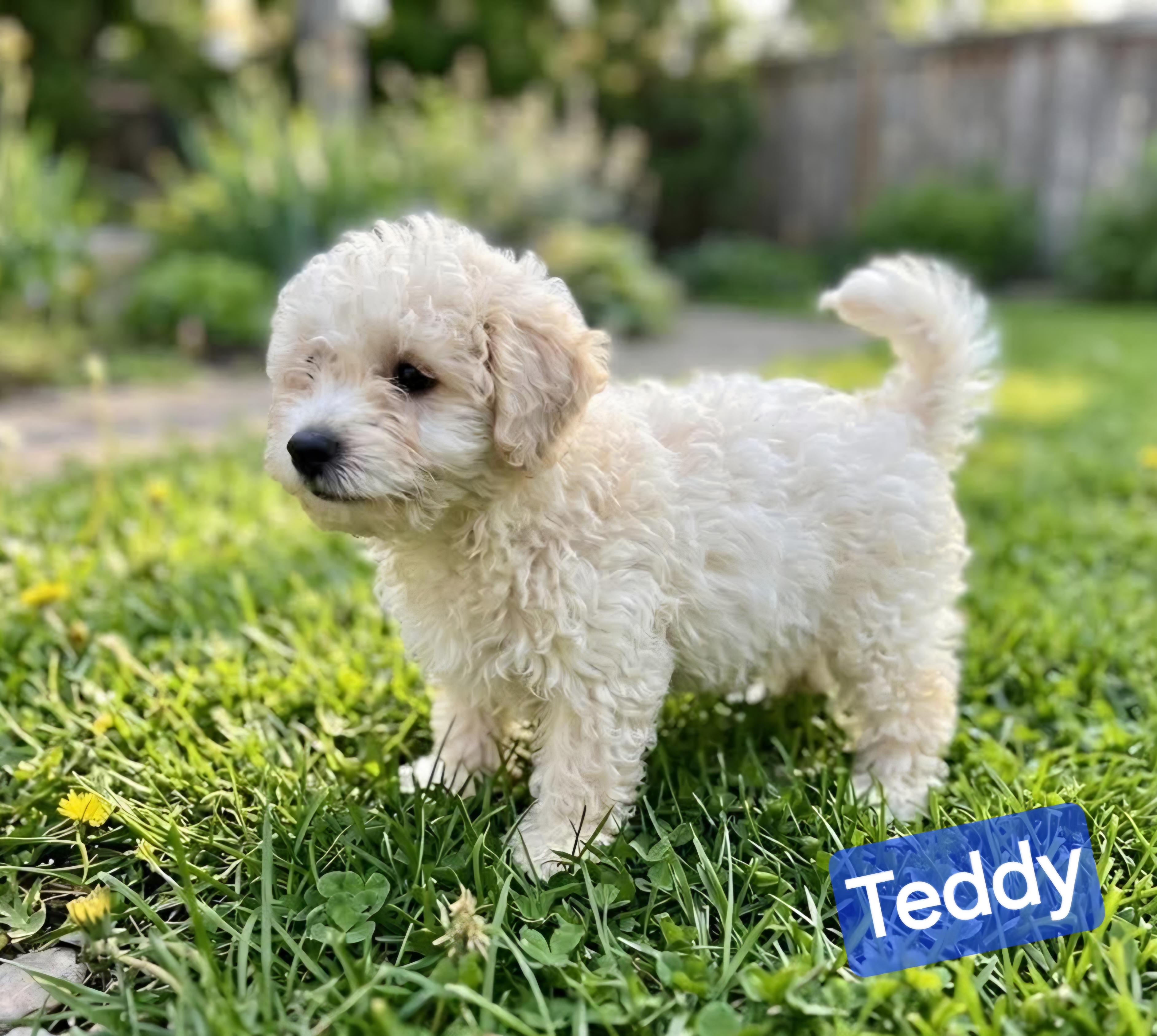 Teddy, Adoptable, Puppy Male Havanese.