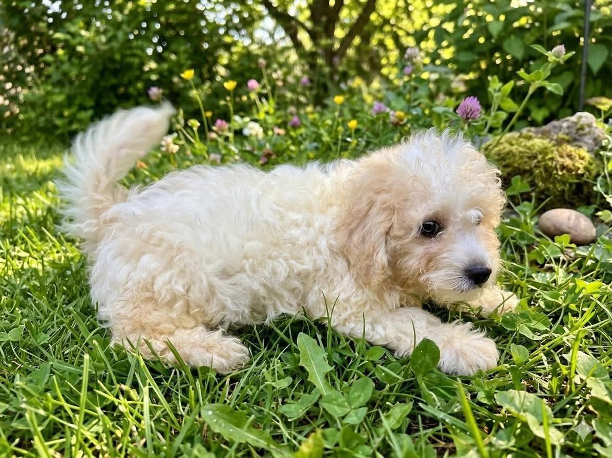 Enlarge Teddy, a Adoptable Havanese in Wheelersburg, OH image 2/2