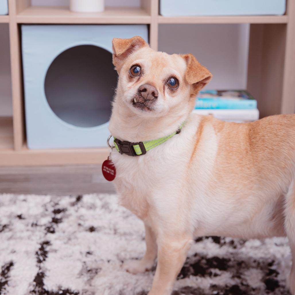 Bruce — thumbnail 2