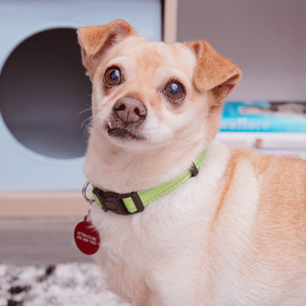 Bruce — thumbnail 3