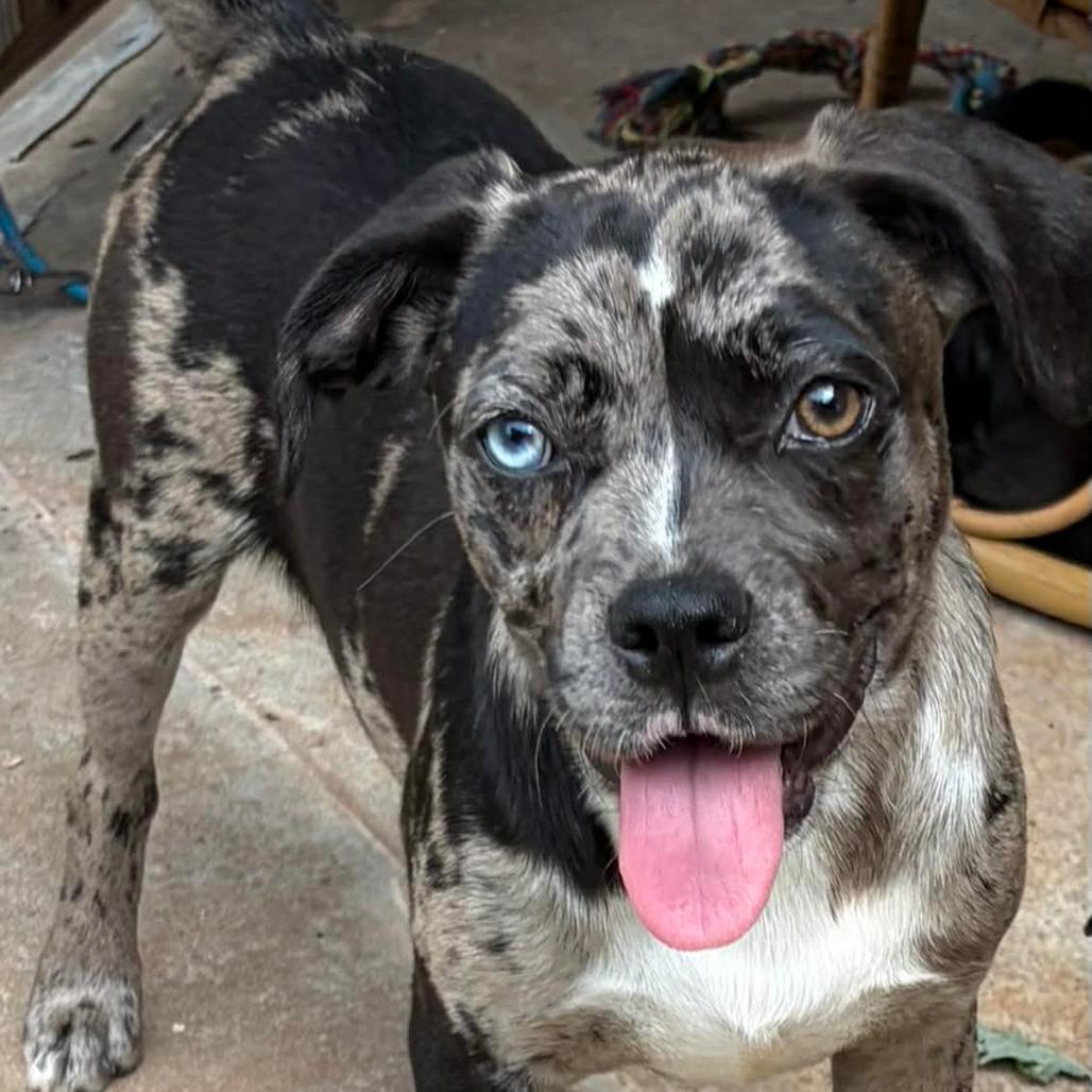 Xeno, Adoptable, Puppy Female Pug & Mixed Breed.