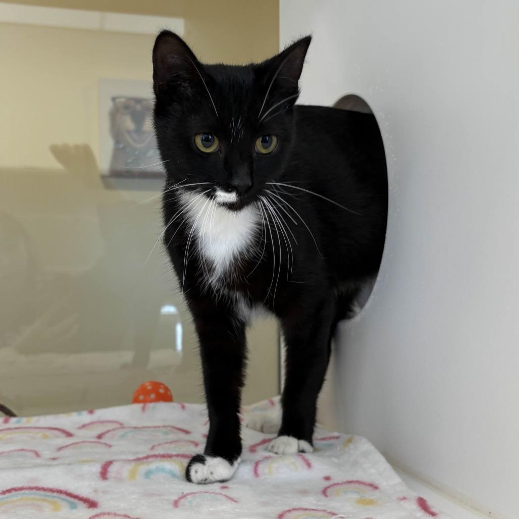 Annie, a Adoptable Domestic Short Hair in Beaumont, TX image 2/2