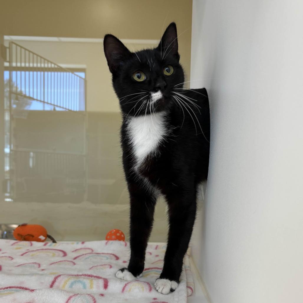 Annie, Adoptable, Young Female Domestic Short Hair.