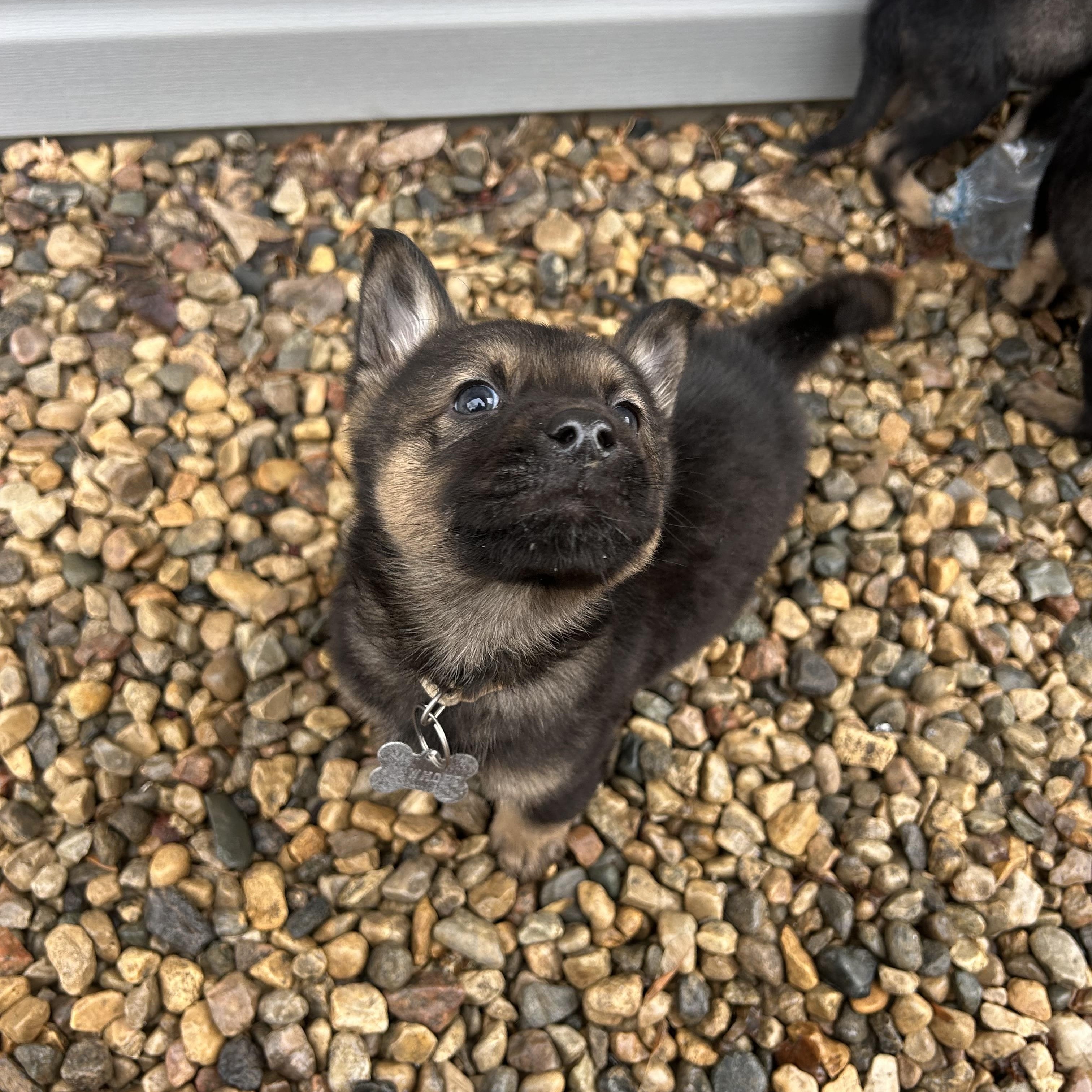 Enlarge Maple, a ADOPTABLE mixed breed in Saskatoon, SK image 2/4