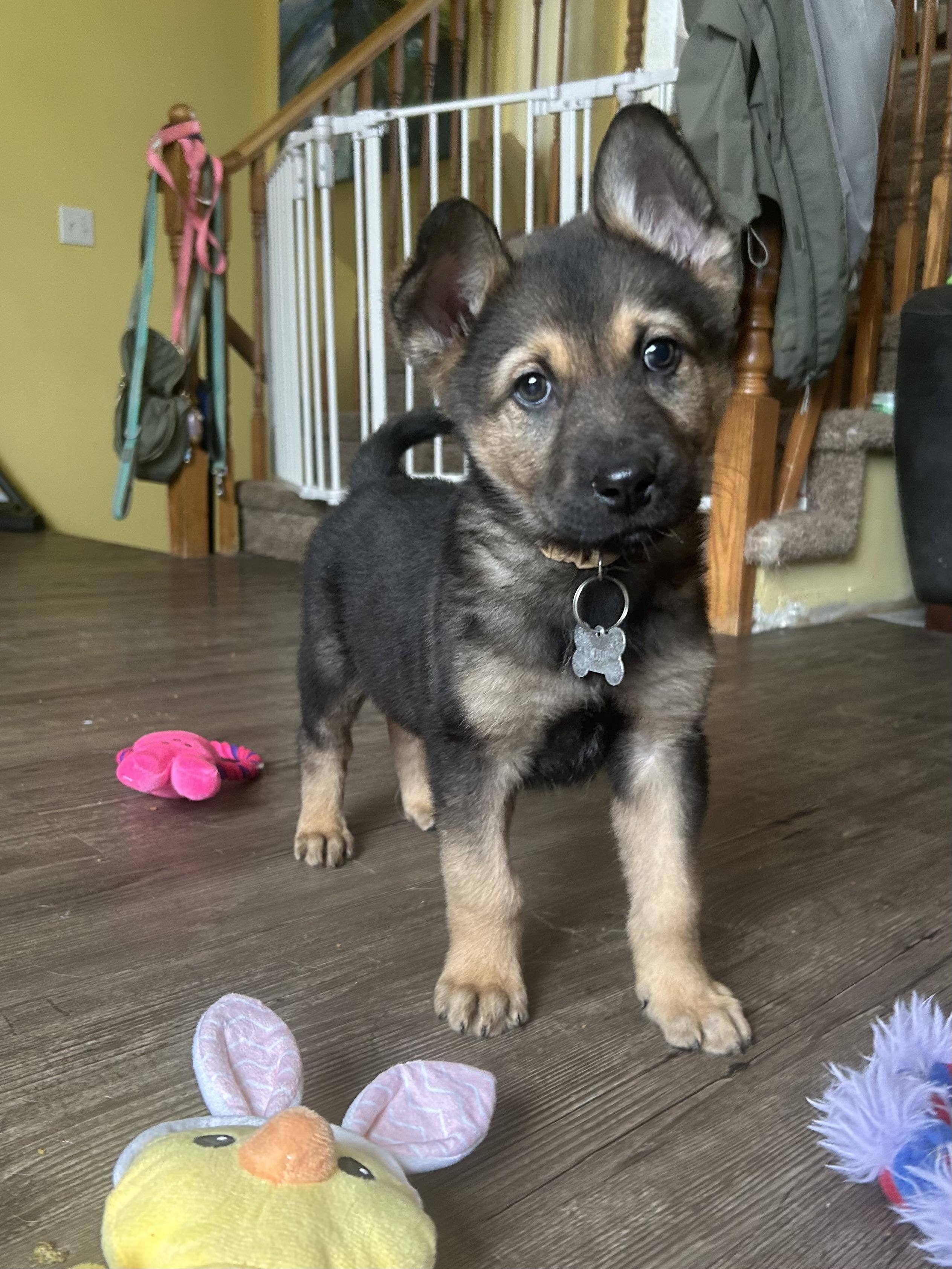 Enlarge Maple, a ADOPTABLE mixed breed in Saskatoon, SK image 4/6