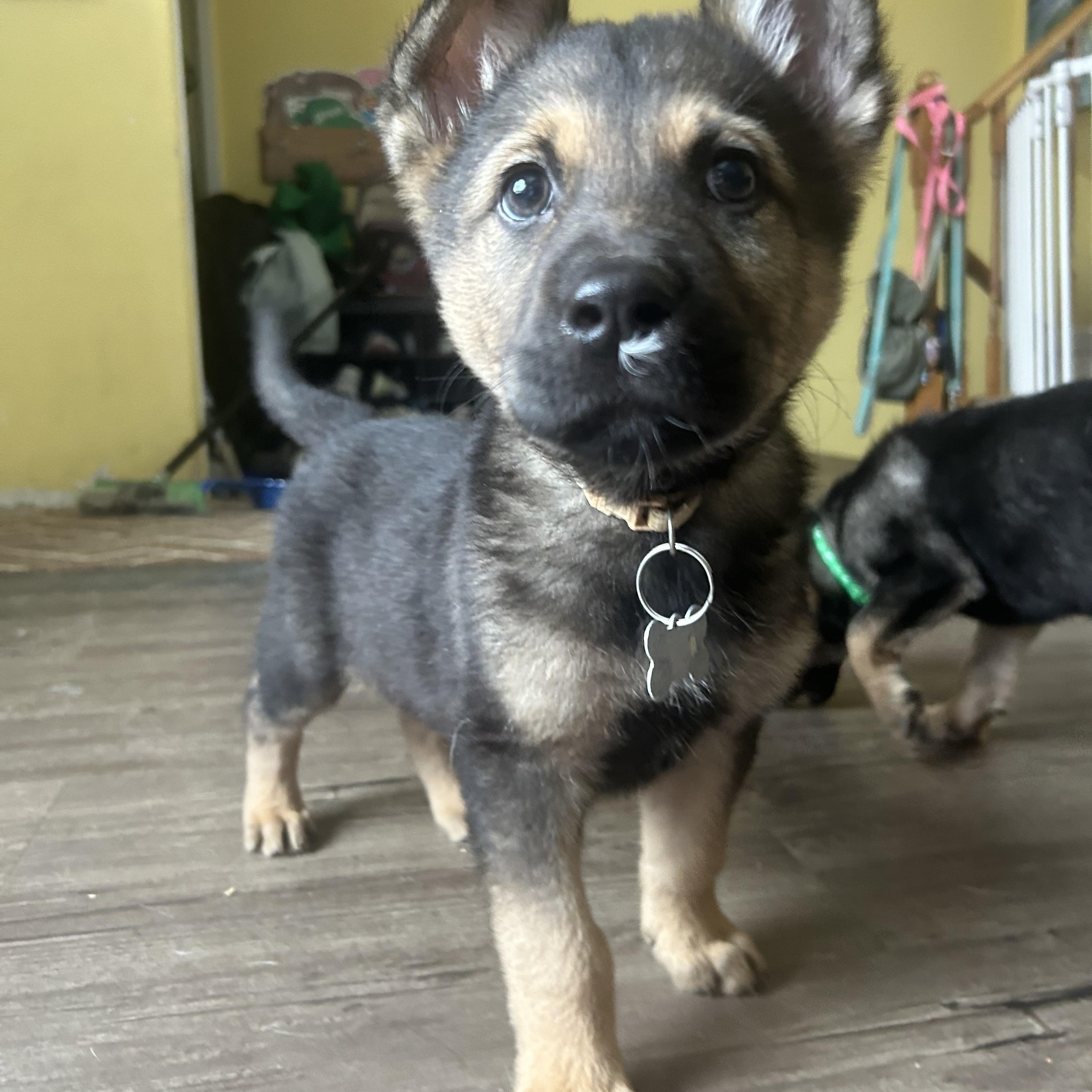 Enlarge Maple, a ADOPTABLE mixed breed in Saskatoon, SK image 3/6
