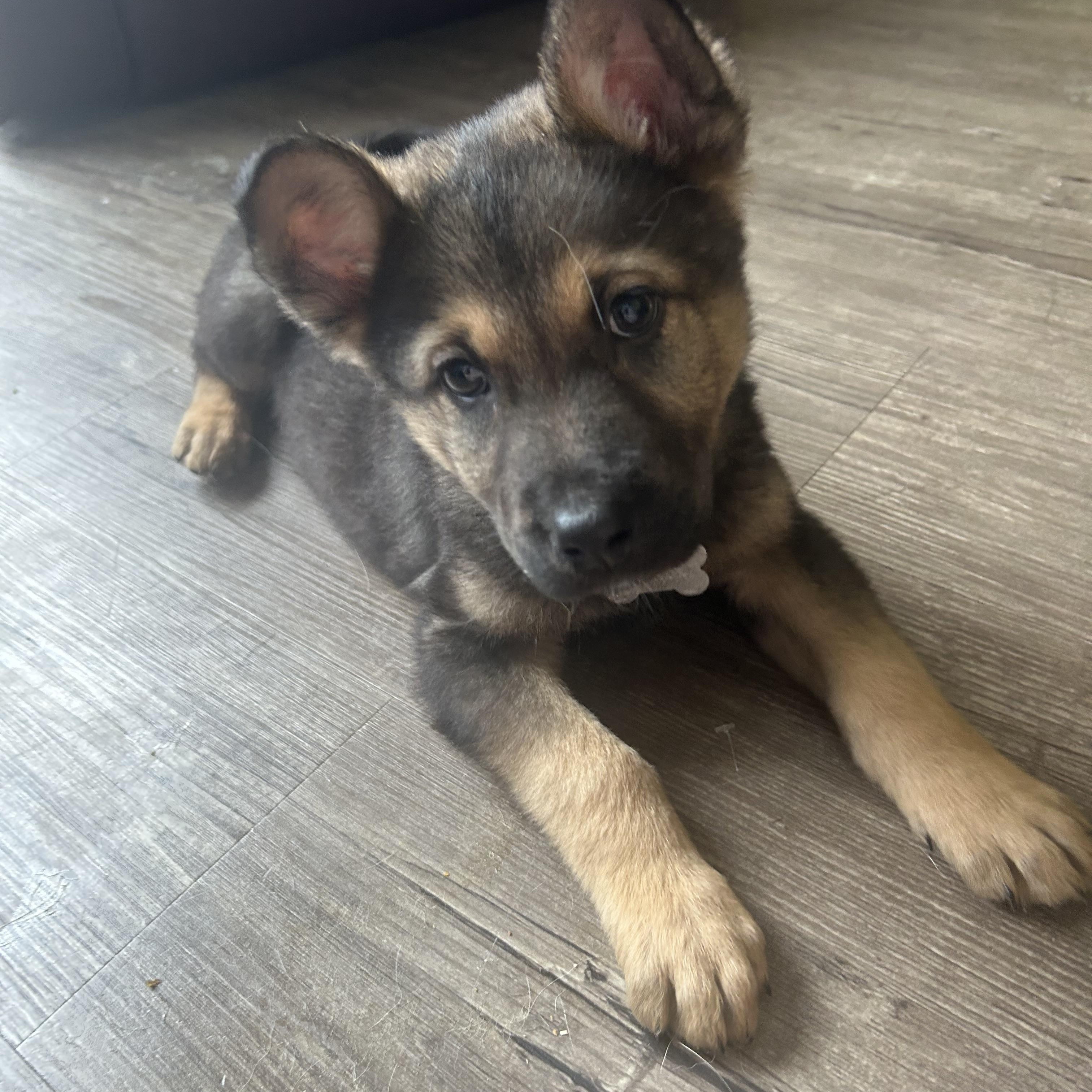 Maple, ADOPTABLE, Puppy Male Mixed Breed.