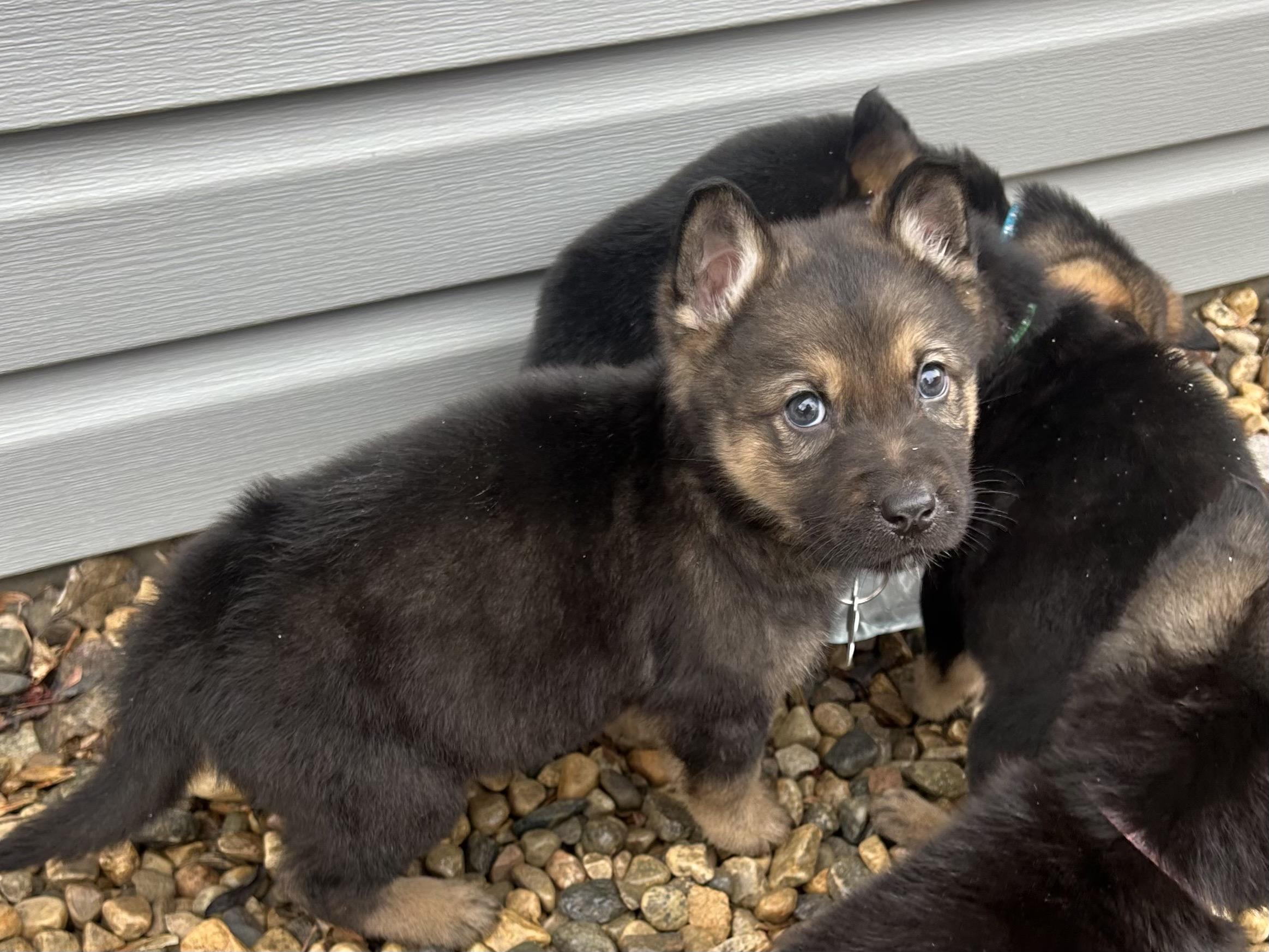 Enlarge Maple, a ADOPTABLE mixed breed in Saskatoon, SK image 4/4