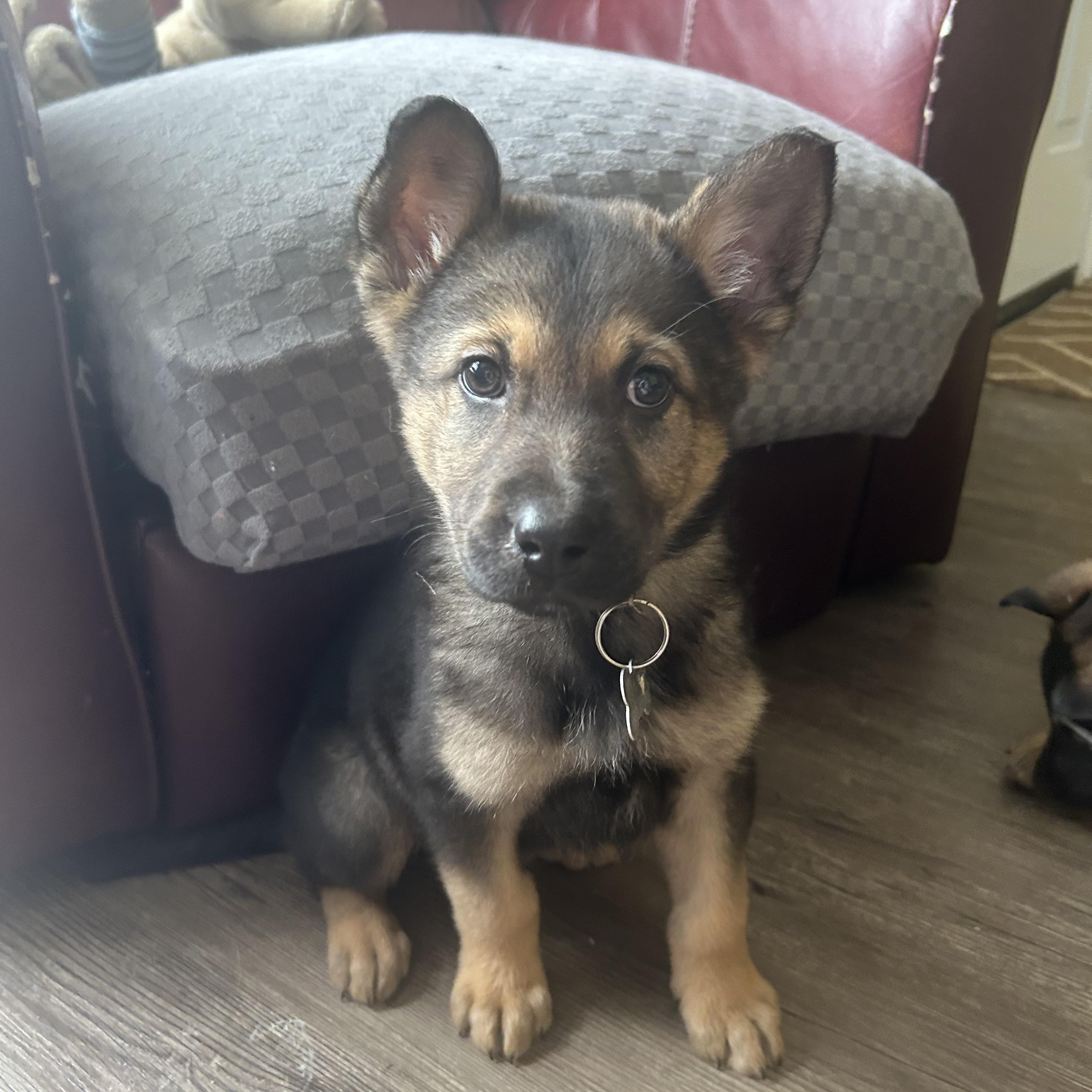 Enlarge Maple, a ADOPTABLE mixed breed in Saskatoon, SK image 2/6