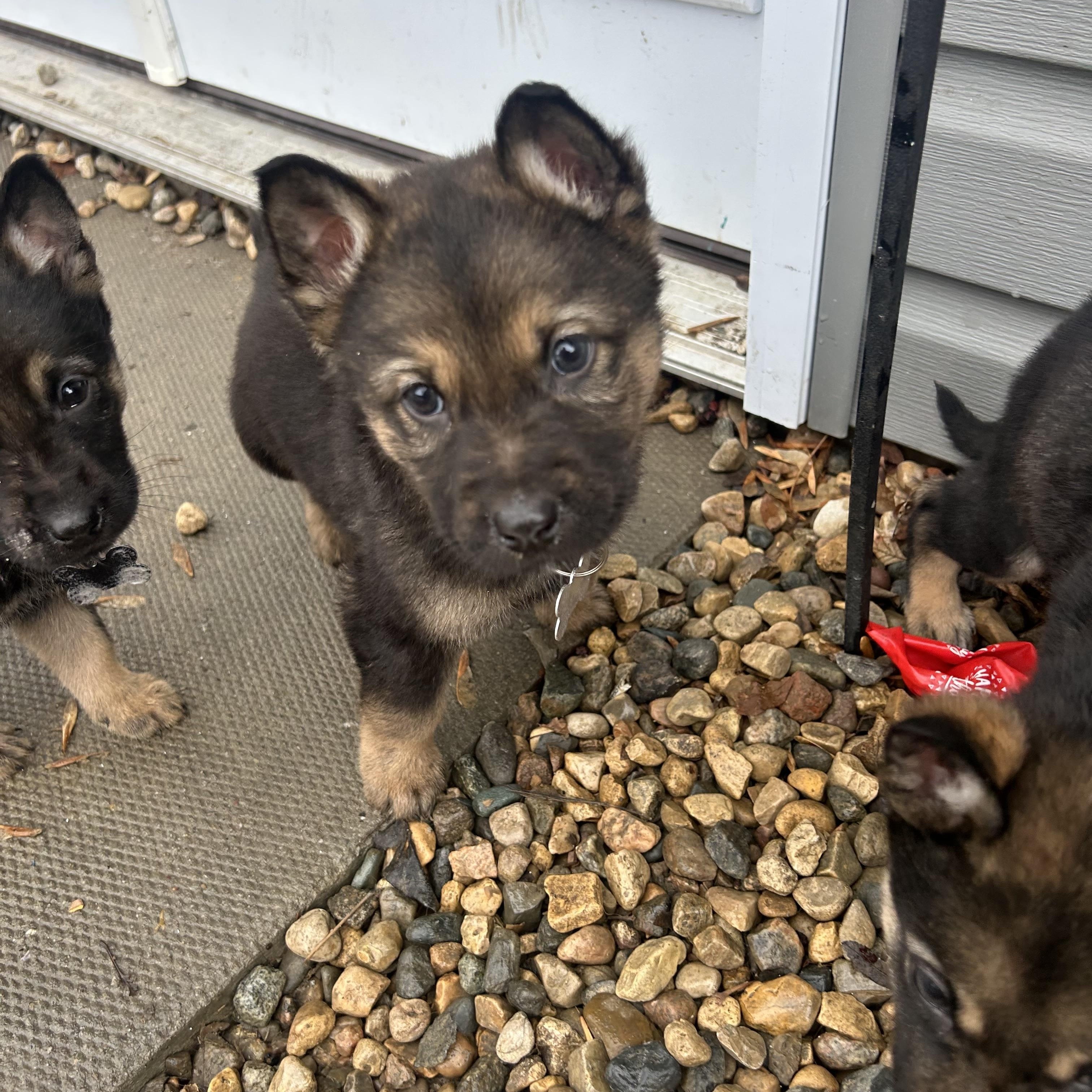 Enlarge Maple, a ADOPTABLE mixed breed in Saskatoon, SK image 3/4