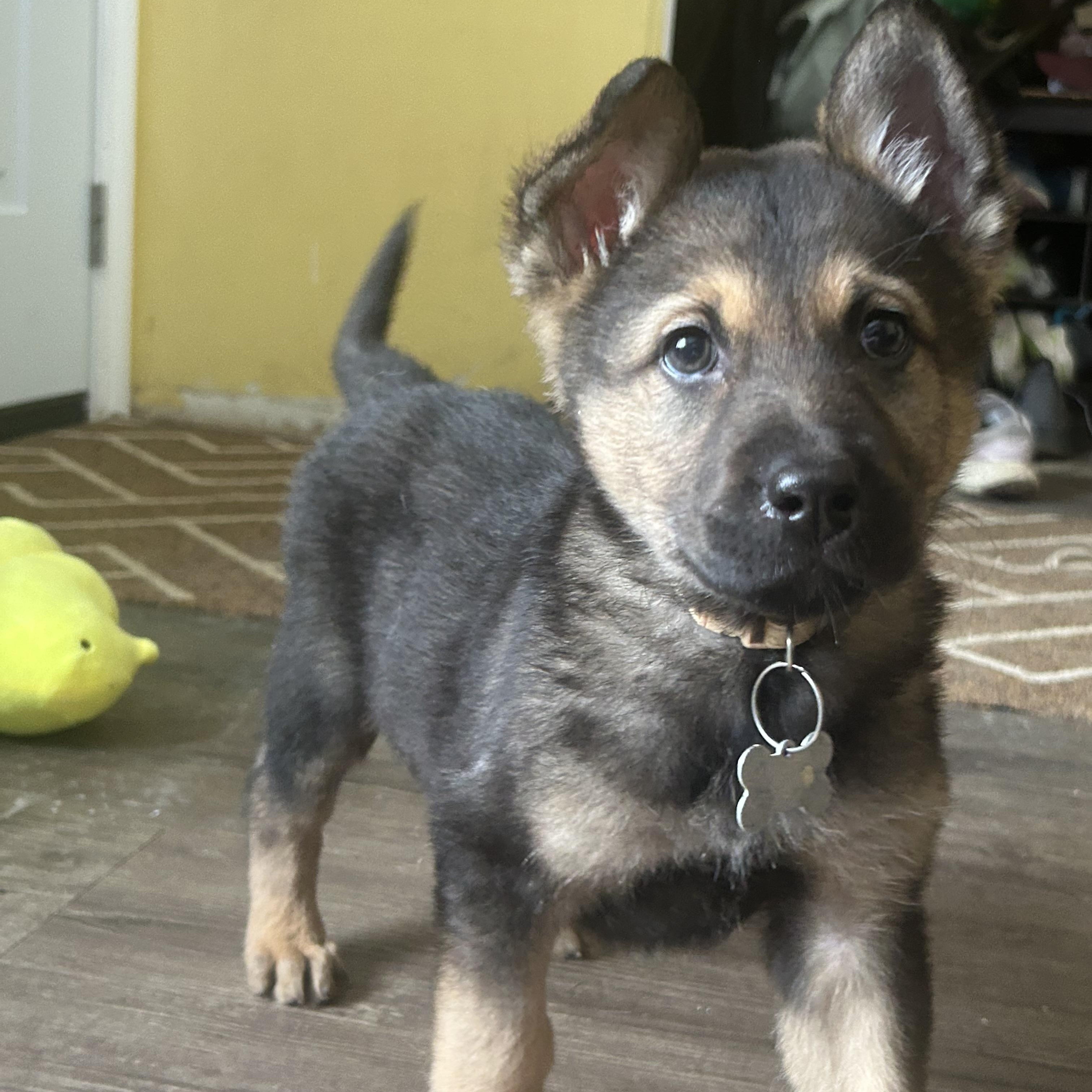 Enlarge Maple, a ADOPTABLE mixed breed in Saskatoon, SK image 6/6