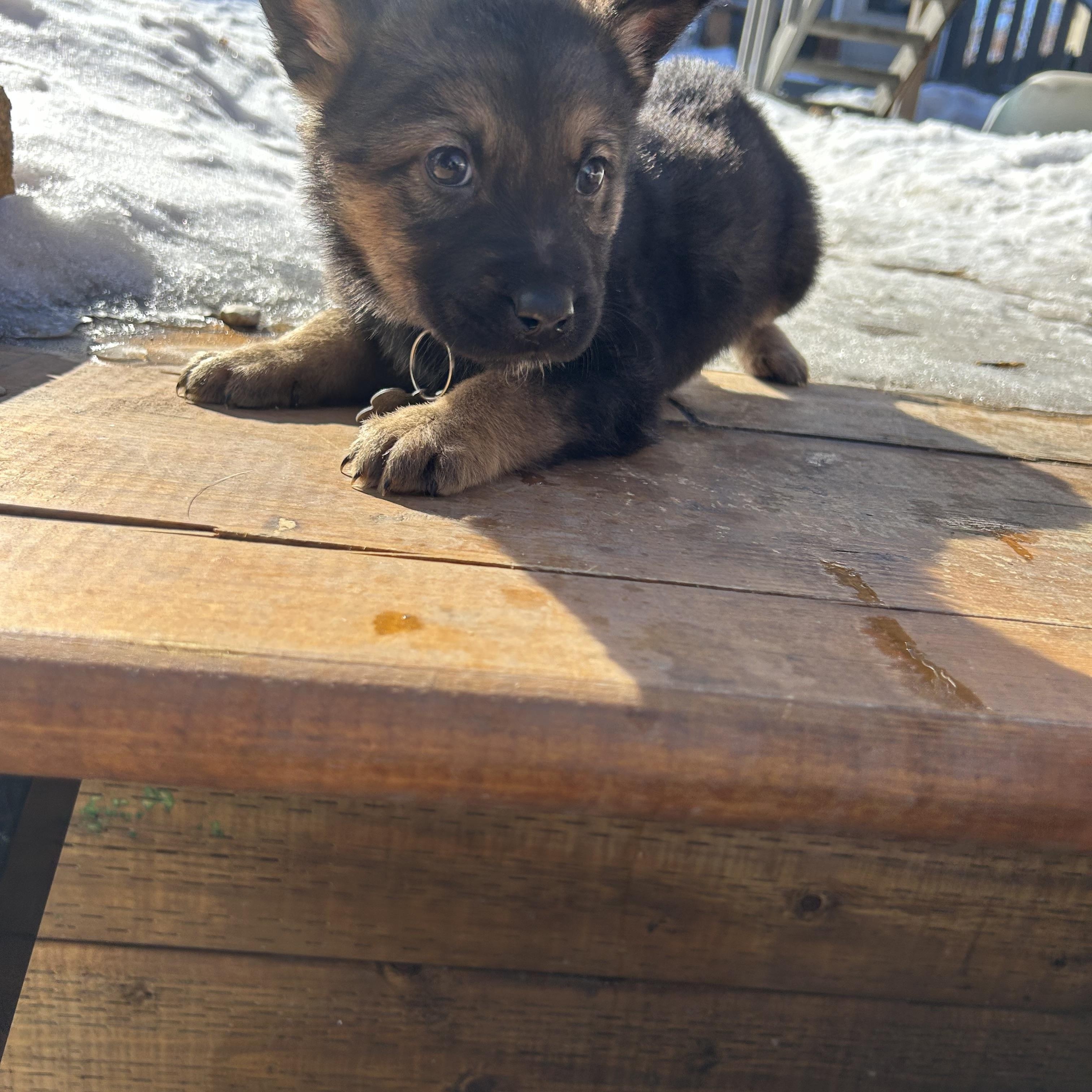 Maple, ADOPTABLE, Puppy Male Mixed Breed.