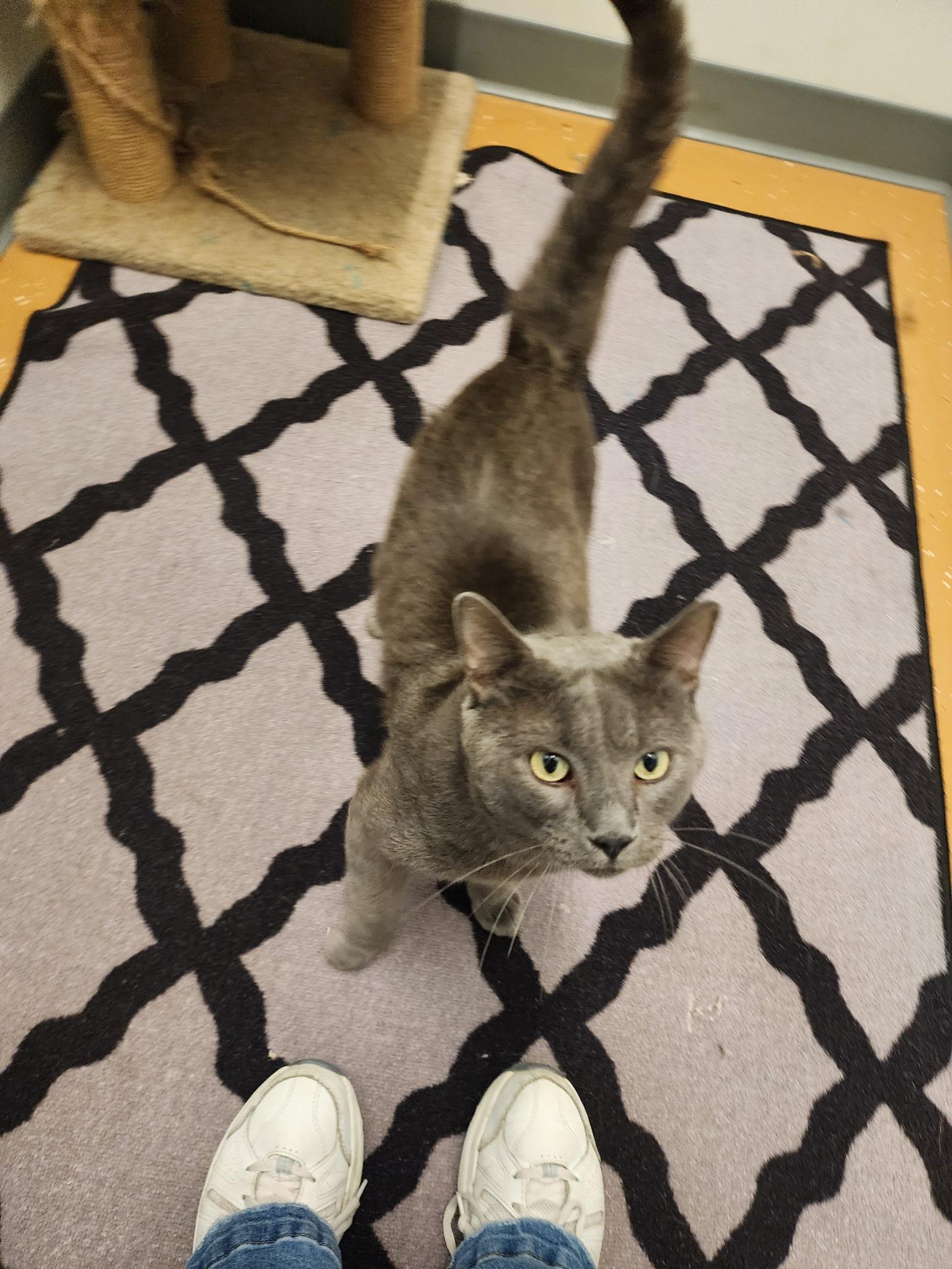 Enlarge Fival, an adoptable Russian Blue in Allen, TX image 2/6