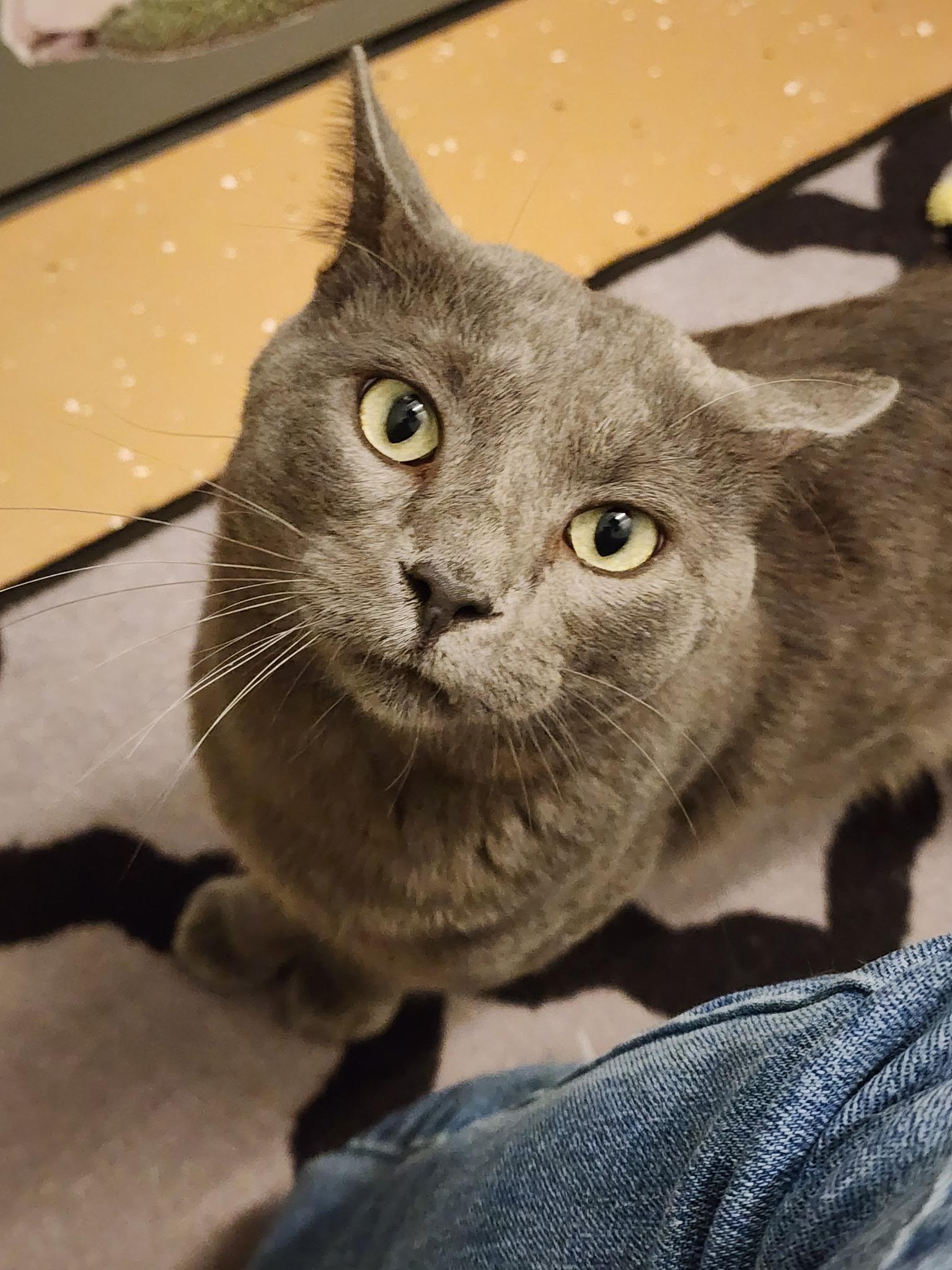 Fival, adoptable, Adult Male Russian Blue.