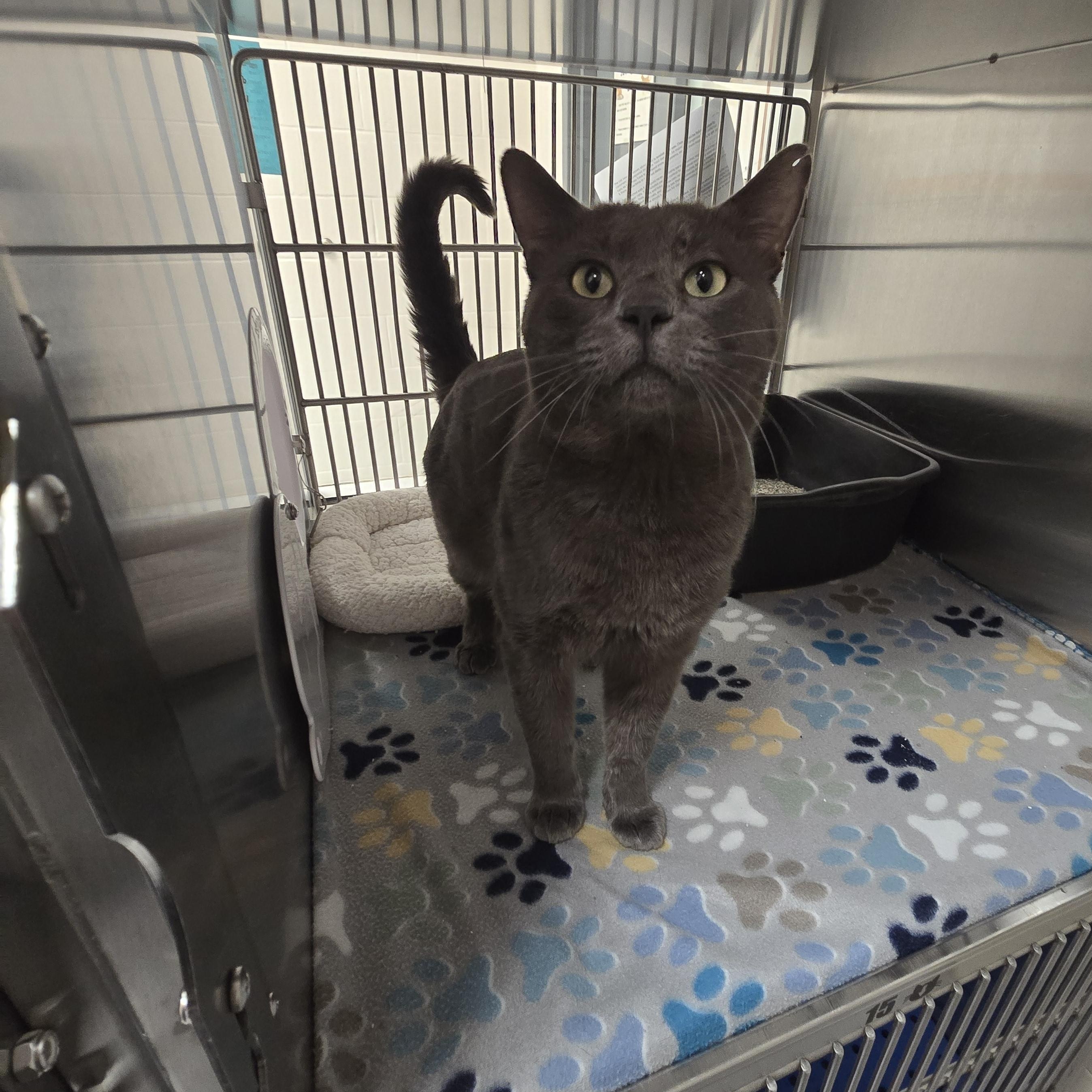 Fival, ADOPTABLE, Adult Male Domestic Short Hair.