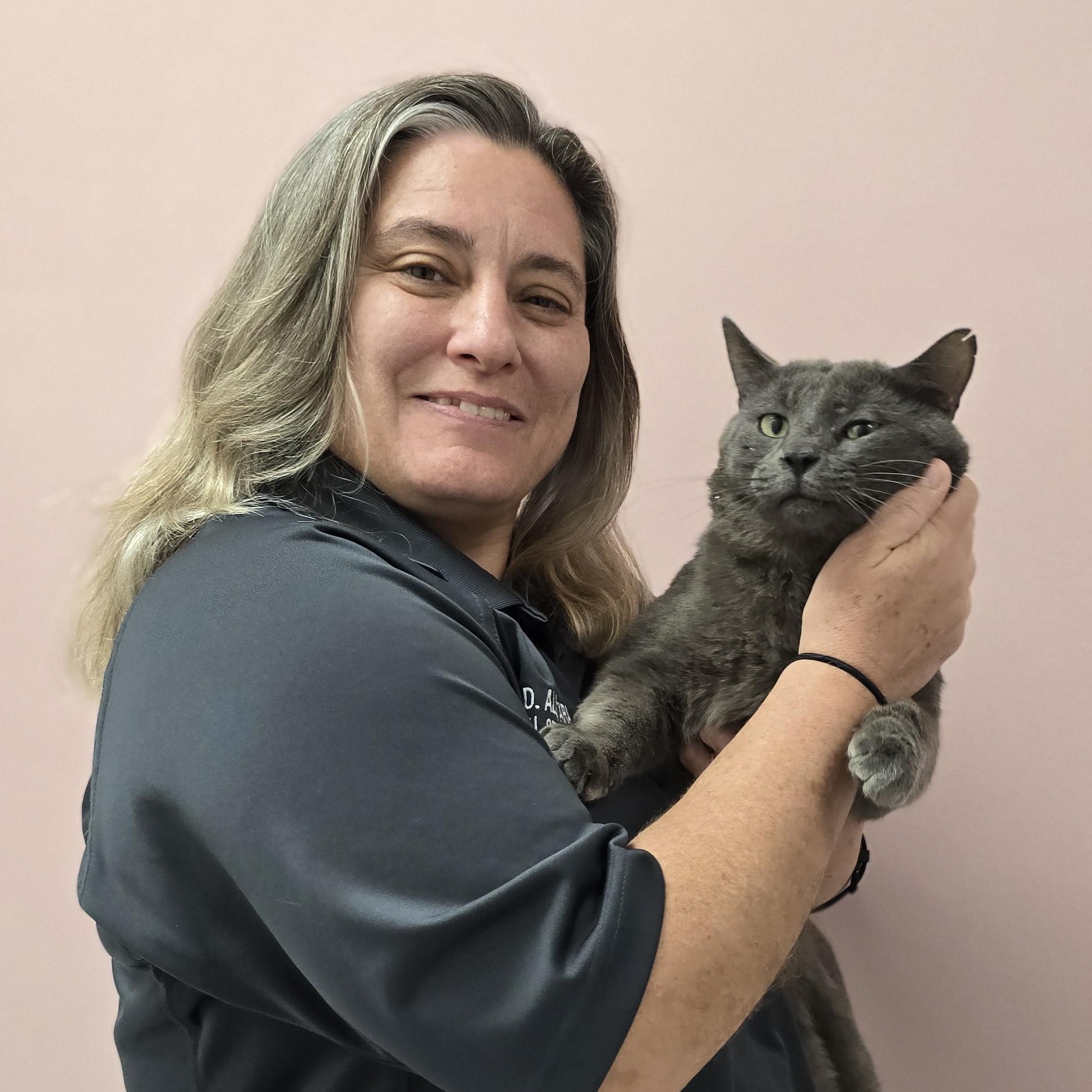 Enlarge Fival, a ADOPTABLE Domestic Short Hair in Allen, TX image 3/3