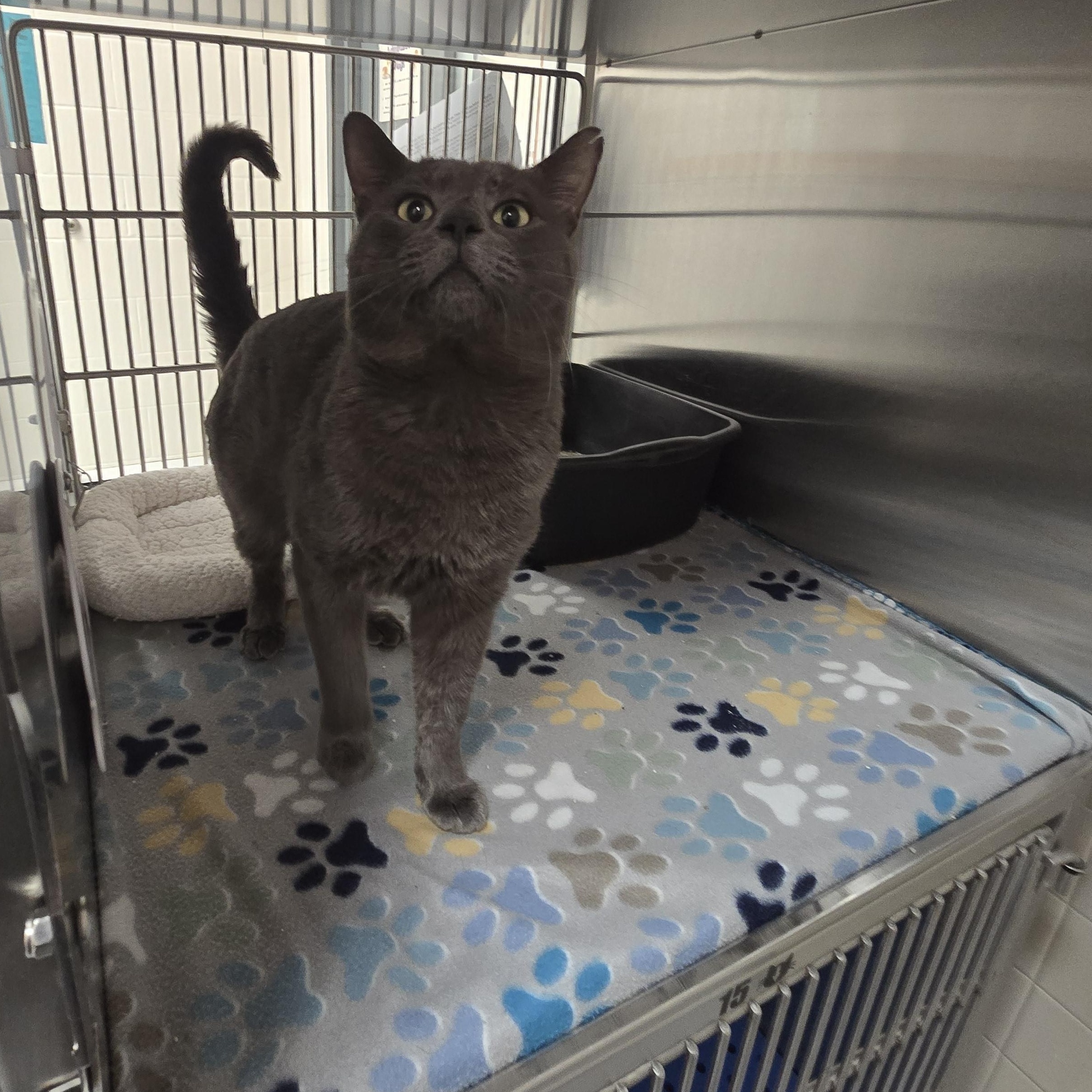 Enlarge Fival, a ADOPTABLE Domestic Short Hair in Allen, TX image 2/3