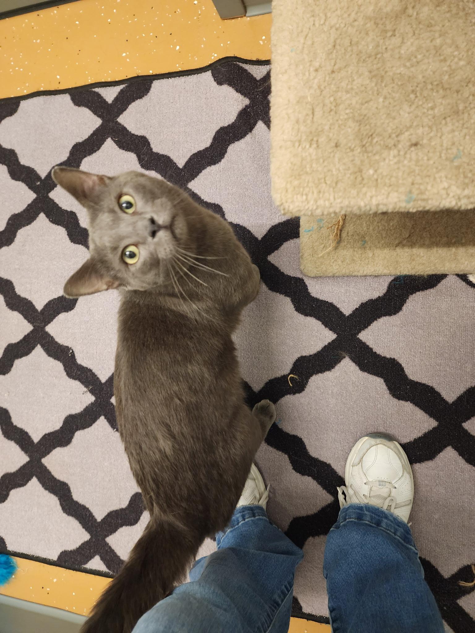 Enlarge Fival, an adoptable Russian Blue in Allen, TX image 6/6