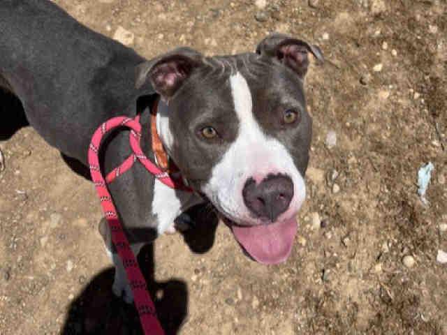 Enlarge PENNY, a Adoptable Pit Bull Terrier in Bonita, CA image 1/1