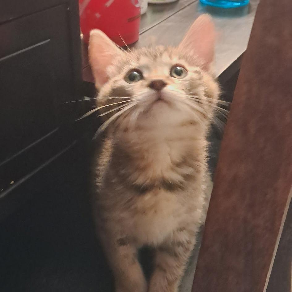 Sorrengail, Adoptable, Kitten Female Domestic Short Hair.