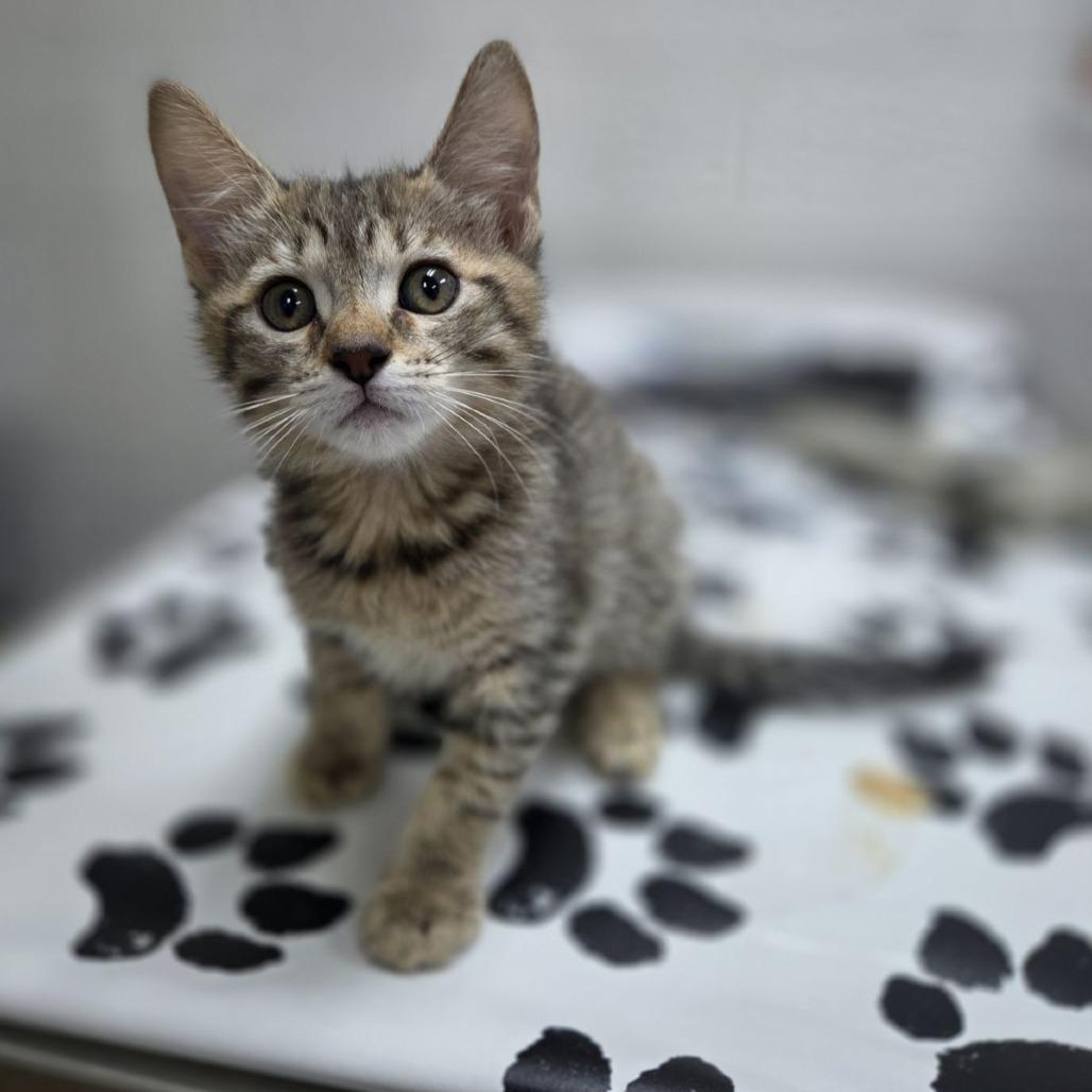 Sorrengail, a Adoptable Domestic Short Hair in Incline Village, NV image 2/6
