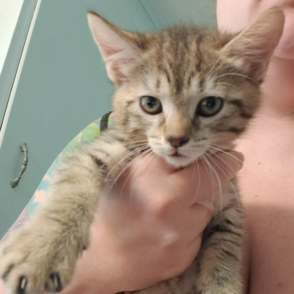 Sorrengail, a Adoptable Domestic Short Hair in Incline Village, NV image 3/6